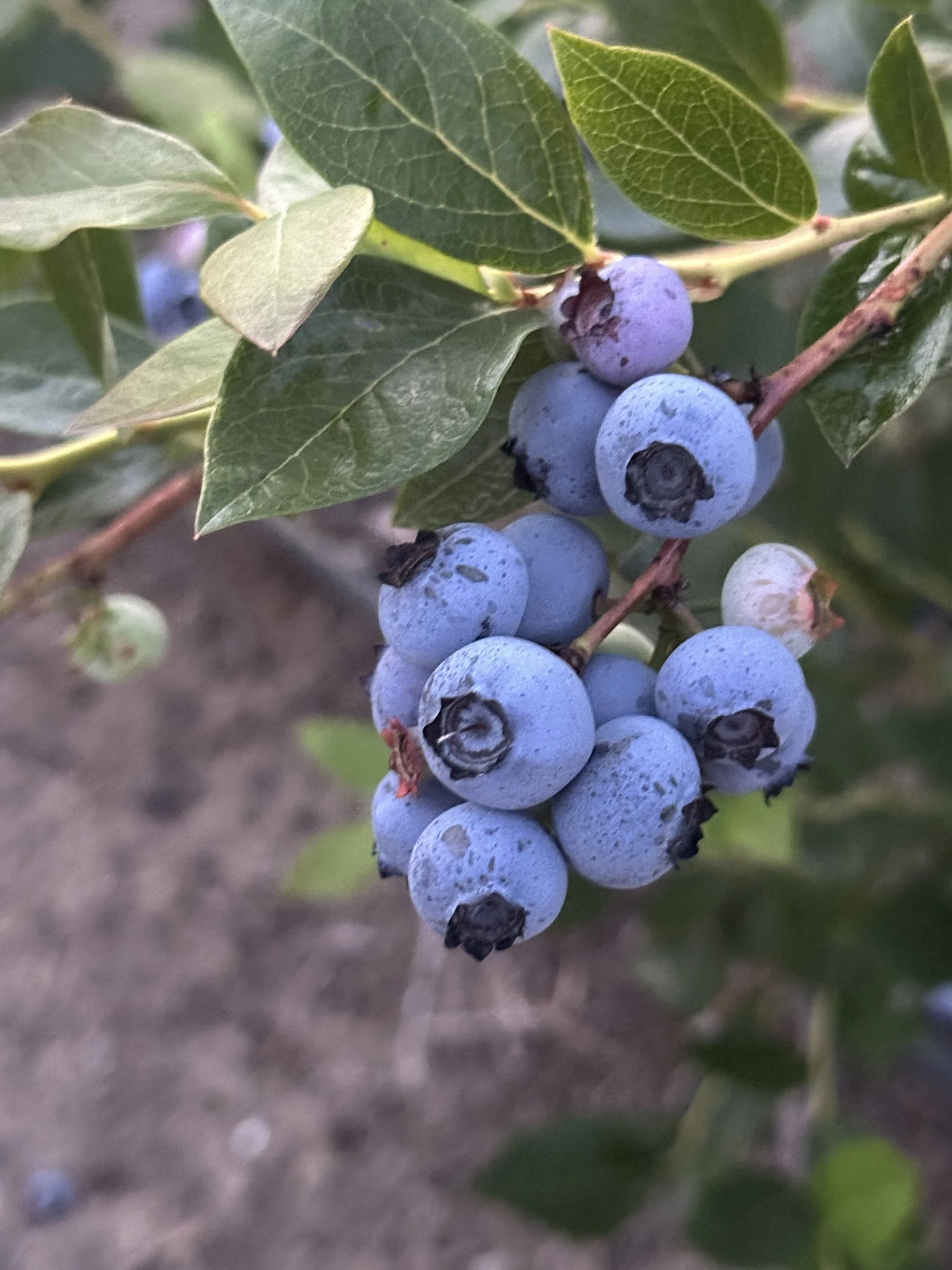 Close-up of a cluster of ripening blueberries on a bush with green leaves.