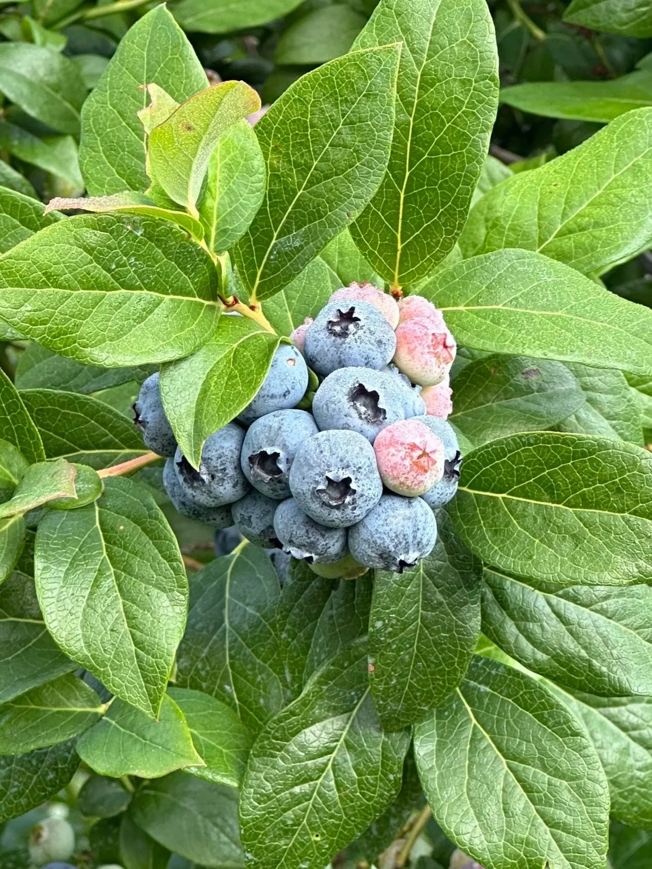 Cluster of ripe and unripe blueberries on a bush surrounded by green leaves.
