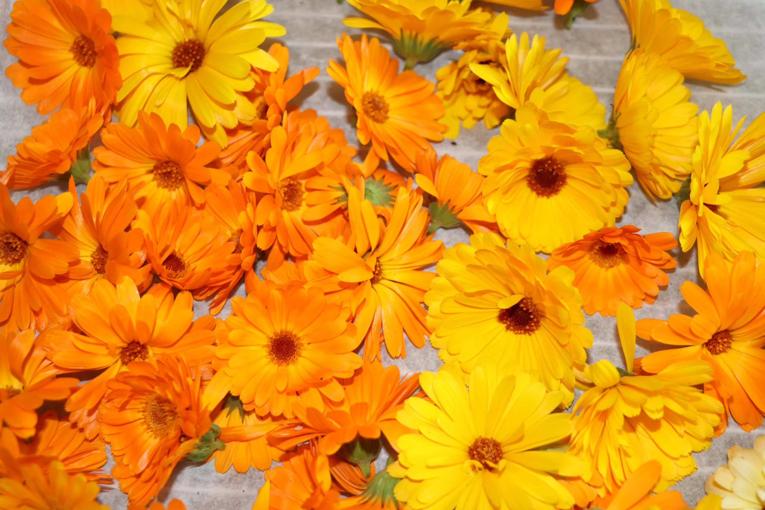 Calendula