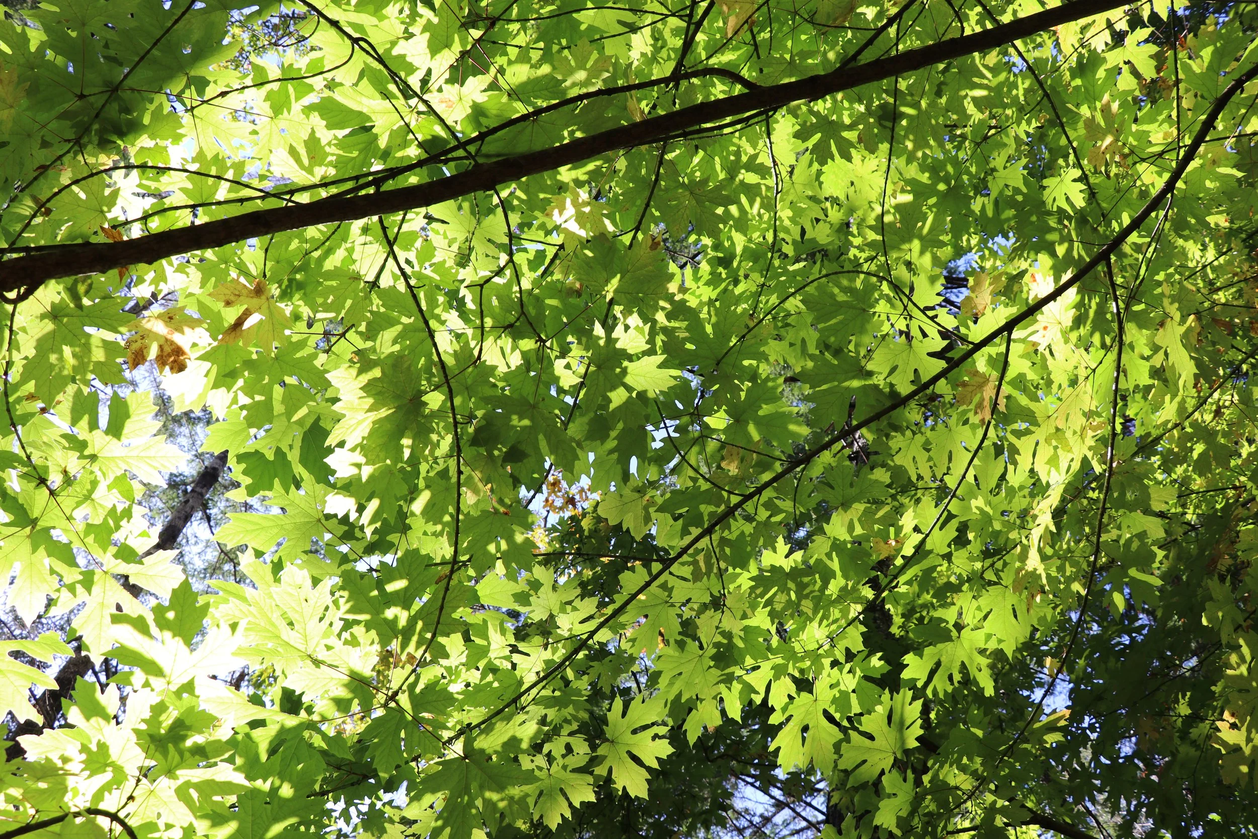 Pacific Maple tree in summer