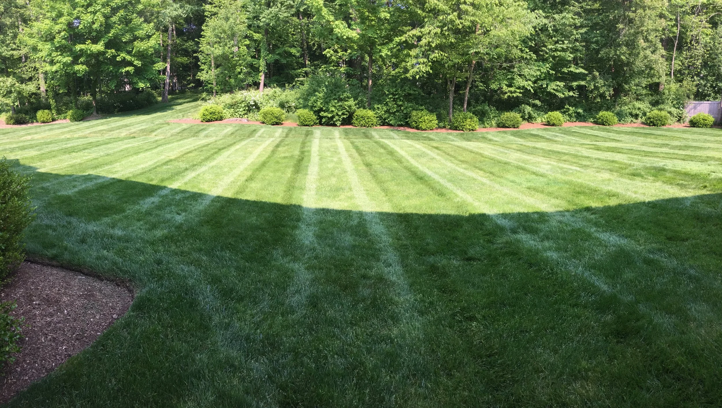 A well-maintained backyard lawn with fresh green grass, striped pattern, and a backdrop of tall green trees and shrubbery.