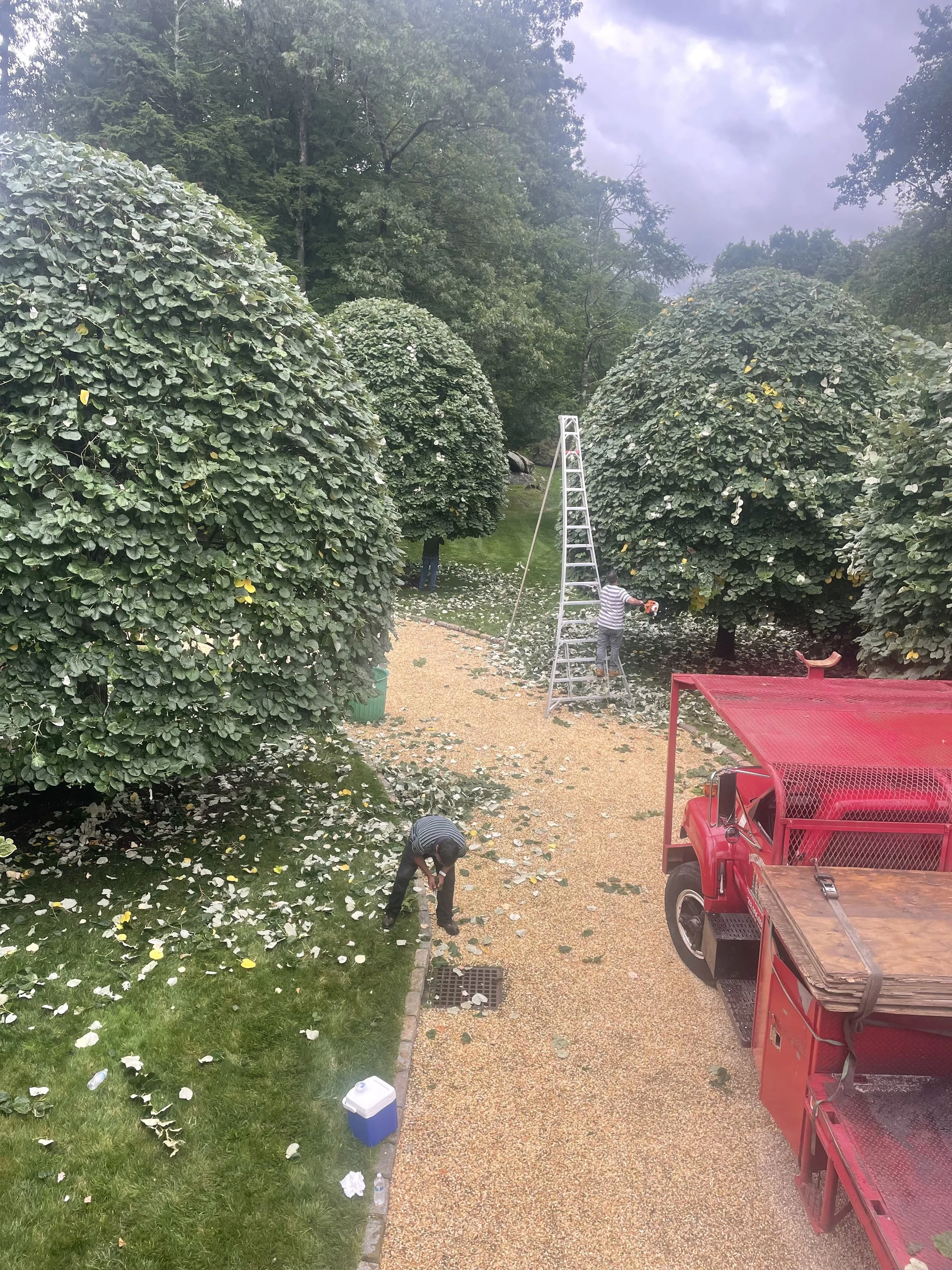 People trimming trees and cleaning up fallen leaves in a garden pathway with a red truck parked nearby on a cloudy day.