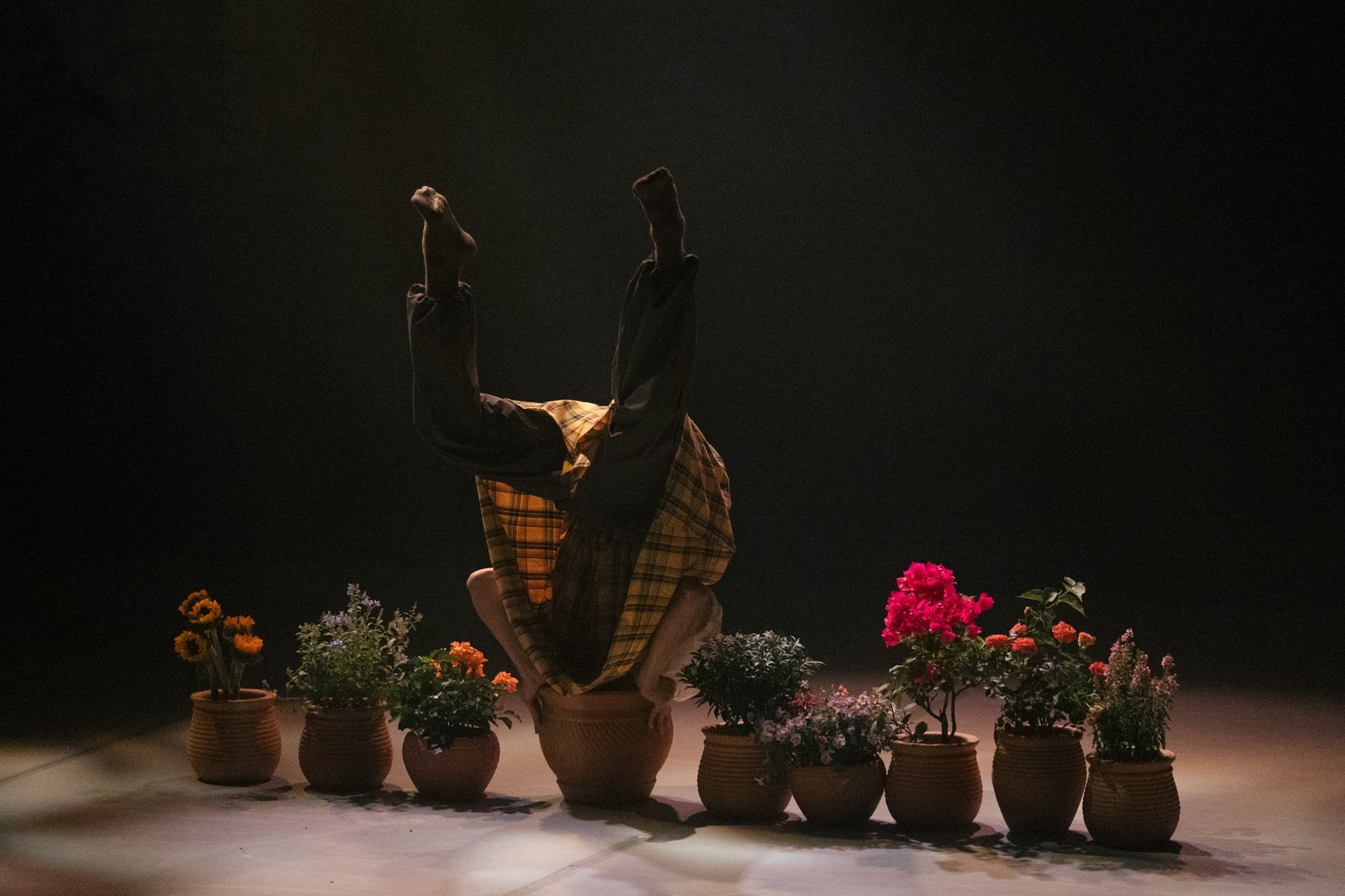 A dance with a yellow checkered patterned skirt is performing a headstand in a large flower pot, amoungst a row of potted flowers on a dark stage. From the dance theatre production Flowers of Ruin.