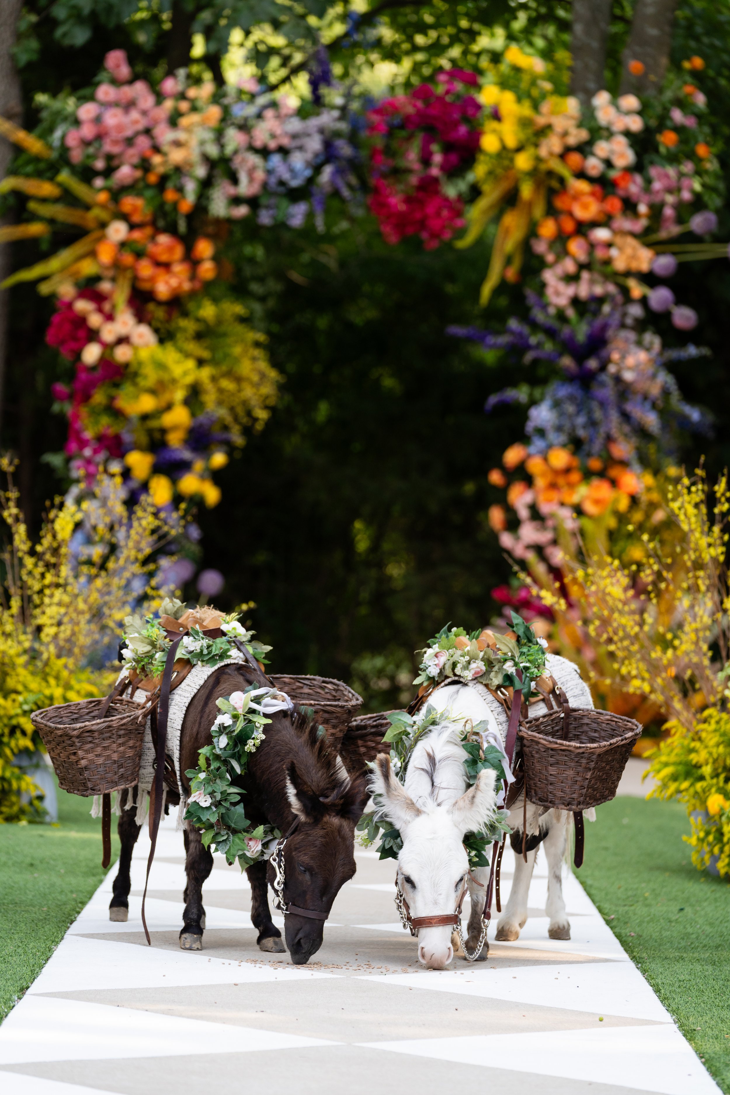 Two decorated donkeys with flower crowns and baskets on their sides, grazing on a white aisle in front of a colorful floral arch in an outdoor setting.