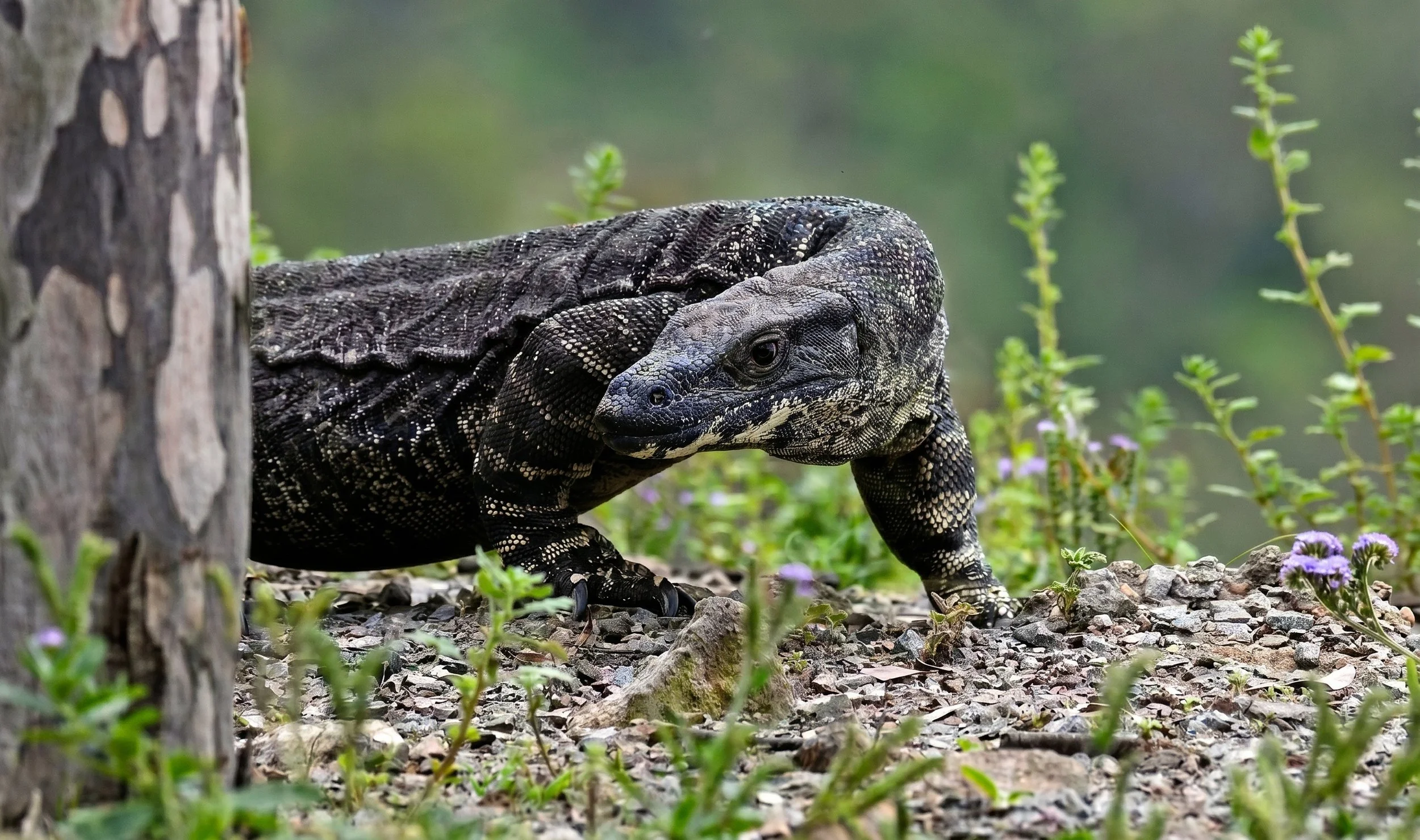 goanna.jpeg