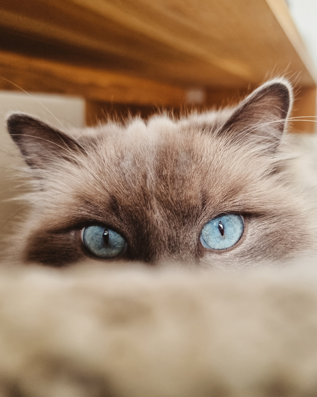 Ewa Loves Pawdays petcare catboarding Melbourne