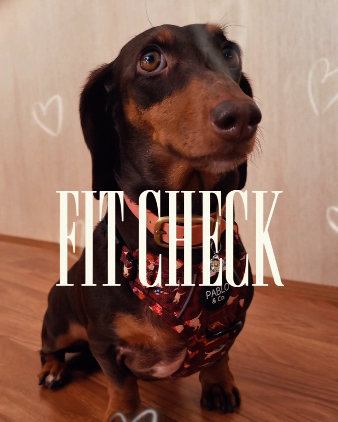 Ewa Loves Pawdays Pablo & Co. 
