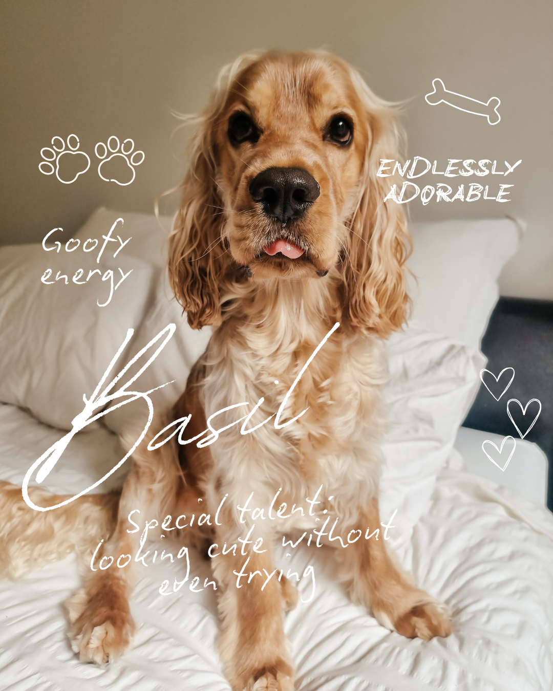 Ewa Loves Pawdays Pet Sitter Melbourne Australia