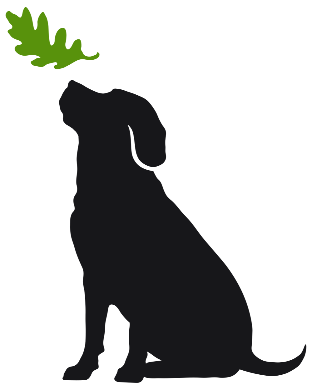 Silhouette of a labrador retriever looking up at a green oak leaf.