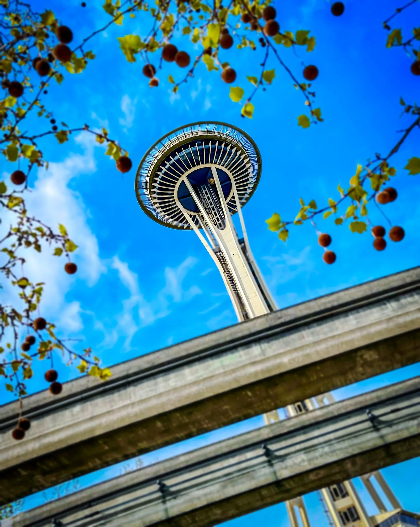 Looking up at the Space Needle with blue sky and clouds, framed by tree branches with small round fruits.