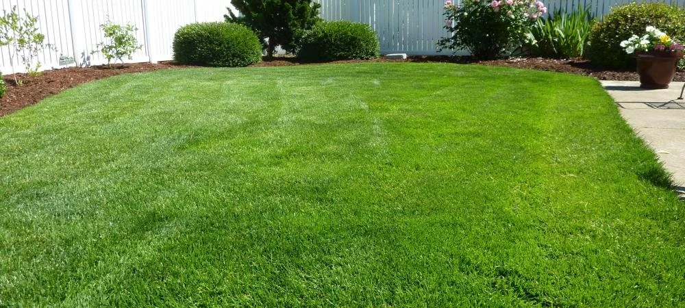 Premium Lawn blend