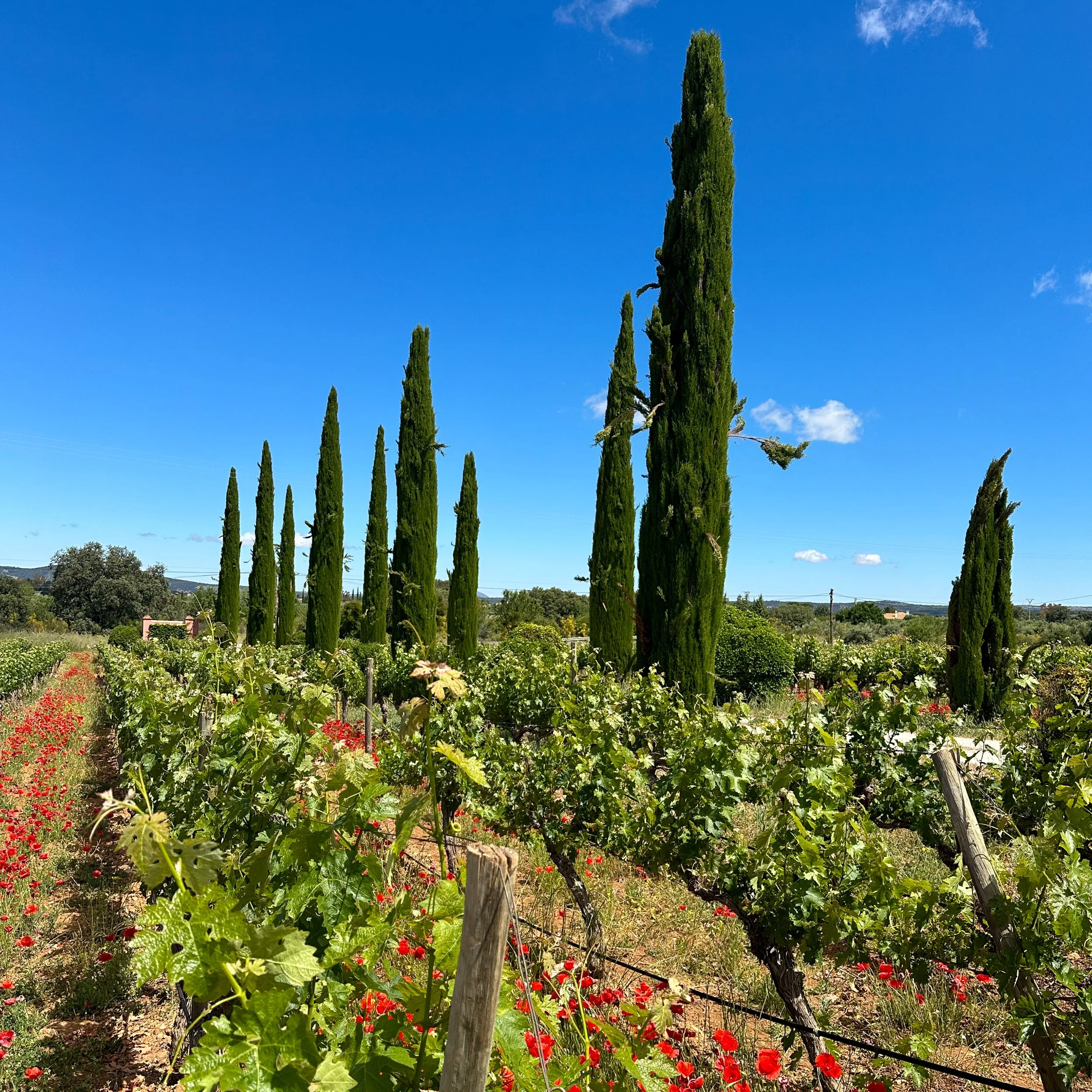A vineyard with tall, green cypress trees under a bright blue sky with a few clouds.