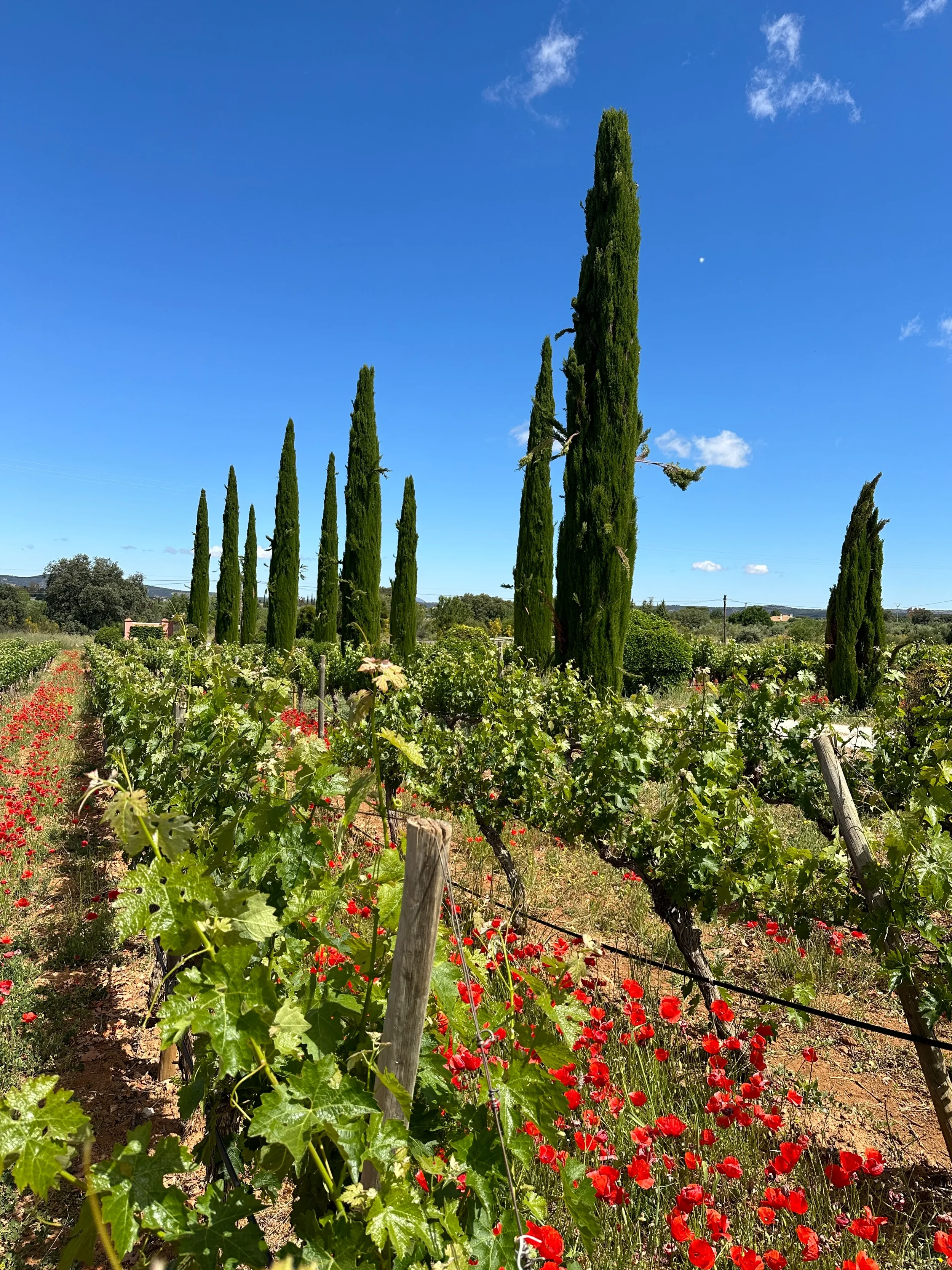 Tall, narrow cypress trees in a rural landscape with vineyard grapevines in the foreground, a blue sky with a few clouds, and the moon visible in the sky.