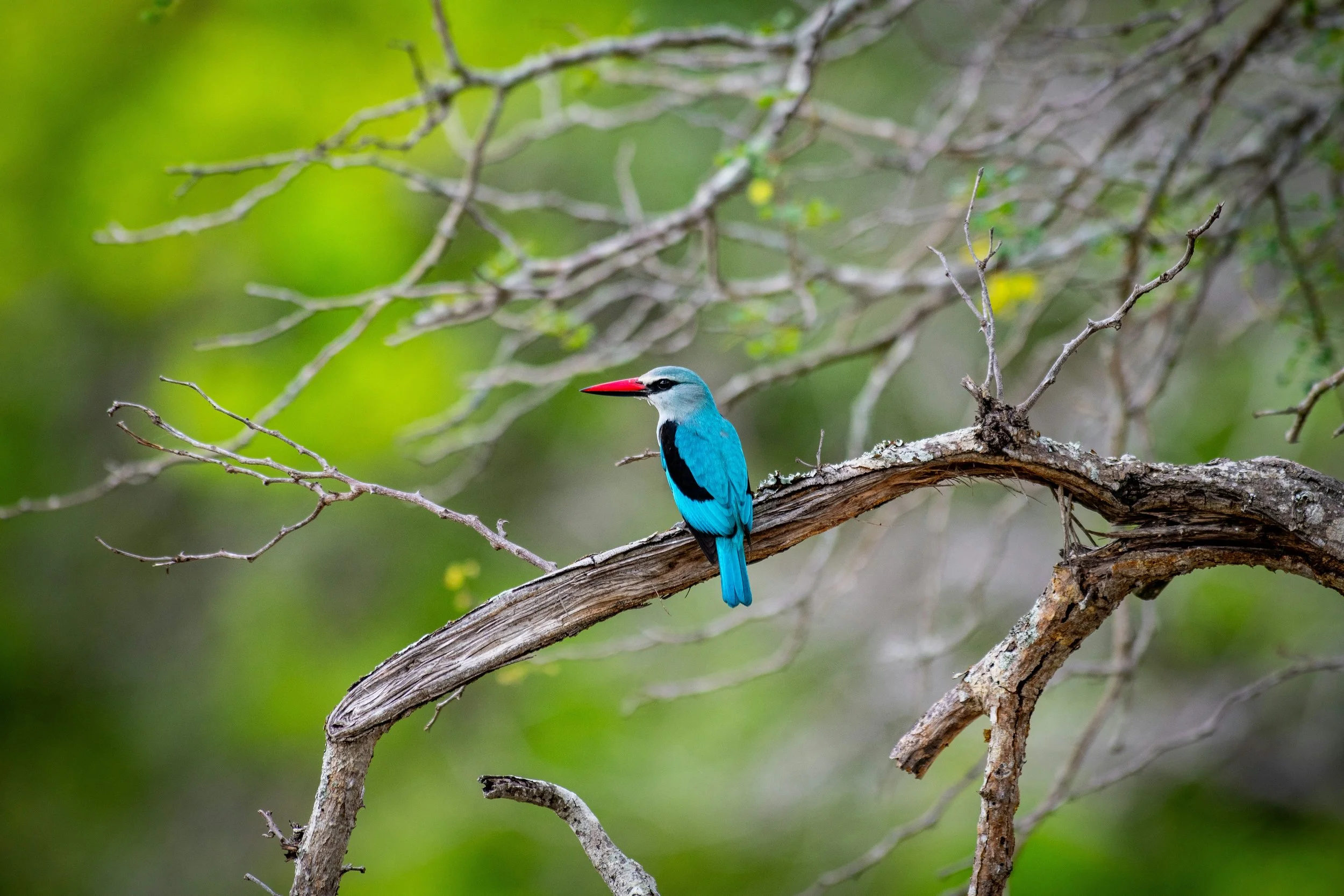 A blue kingfisher bird with a red beak perched on a twisted tree branch in a lush green forest.