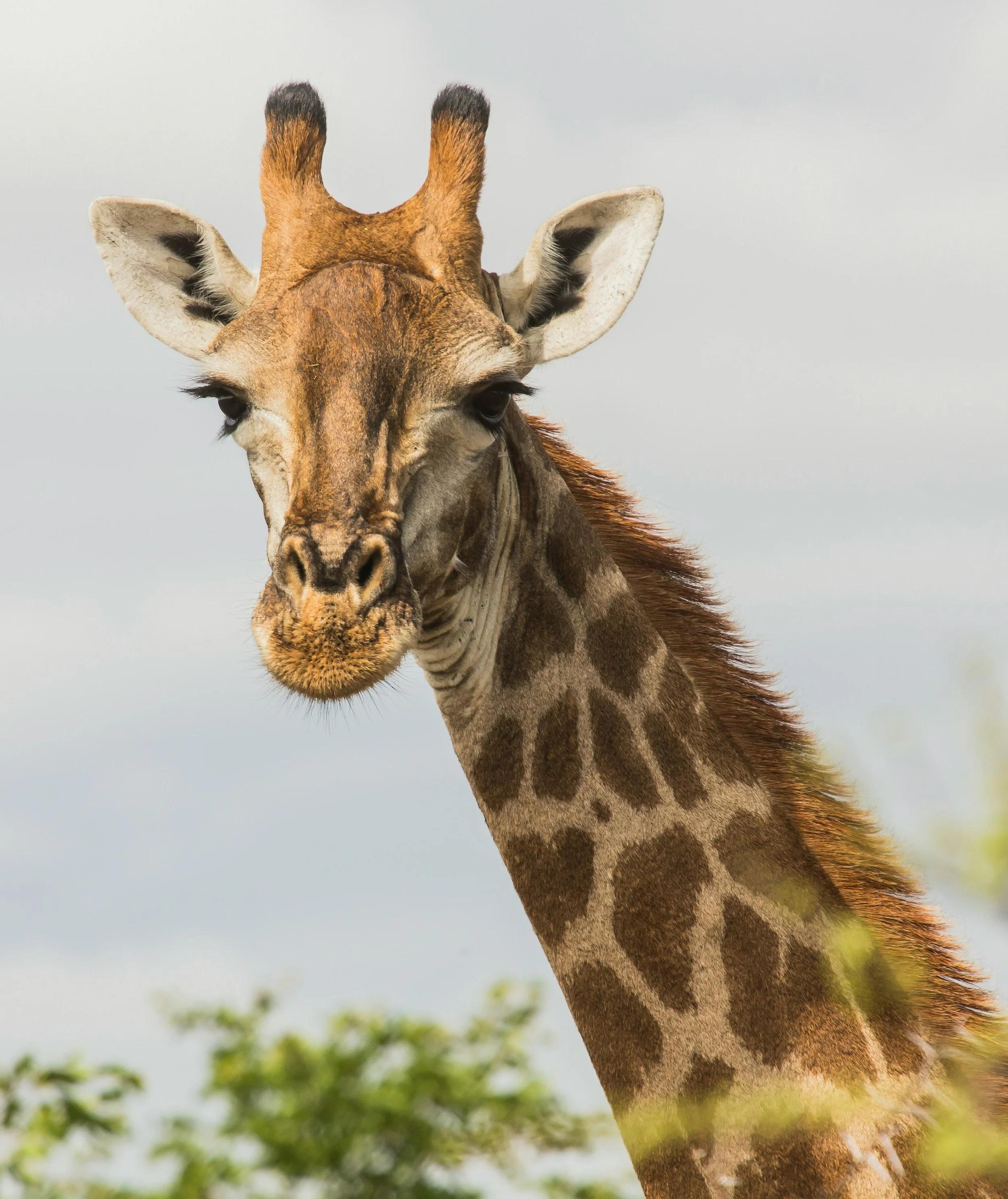 Close-up of a giraffe's head and neck showing its distinctive patterned coat, ossicones, large eyes, and long eyelashes, with a blurred natural background.