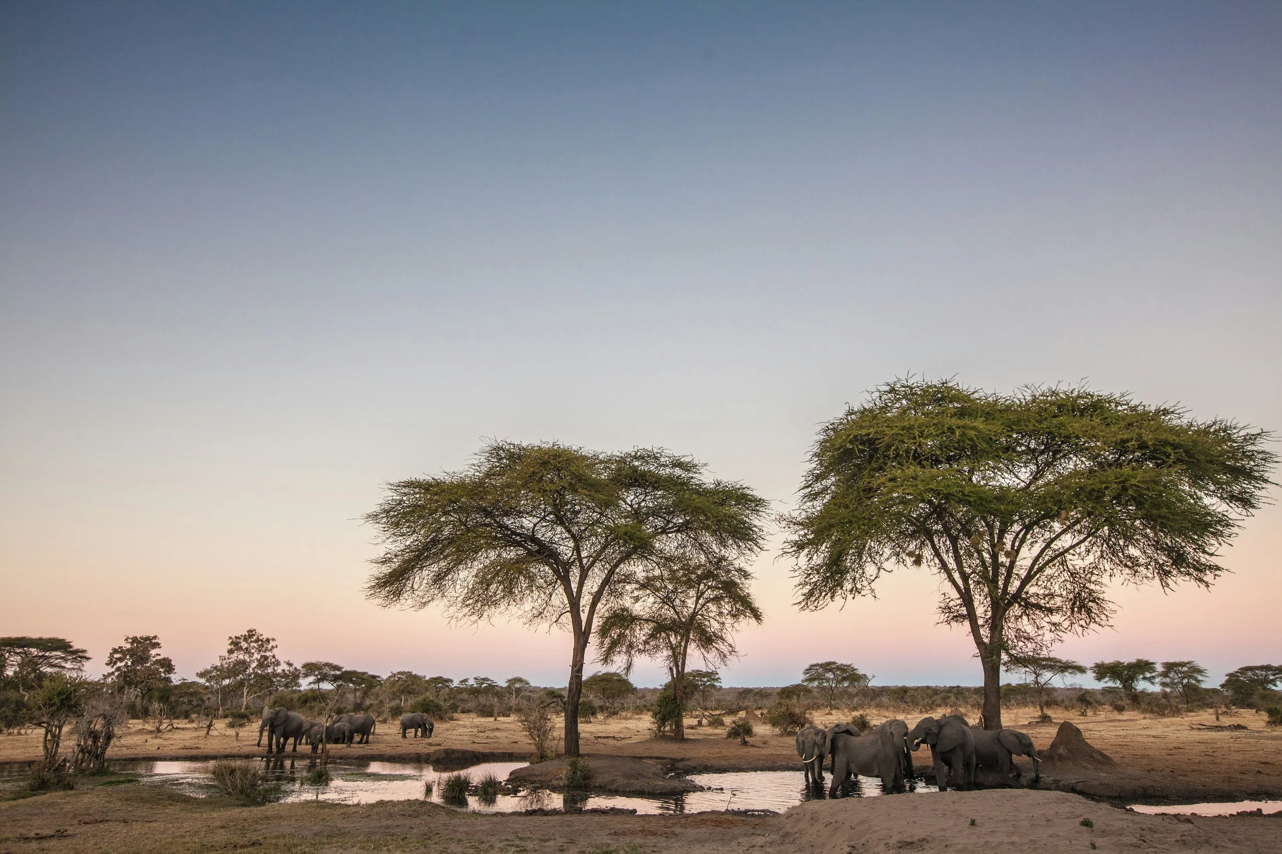 Elephants drinking water in an African savanna with acacia trees during sunset.