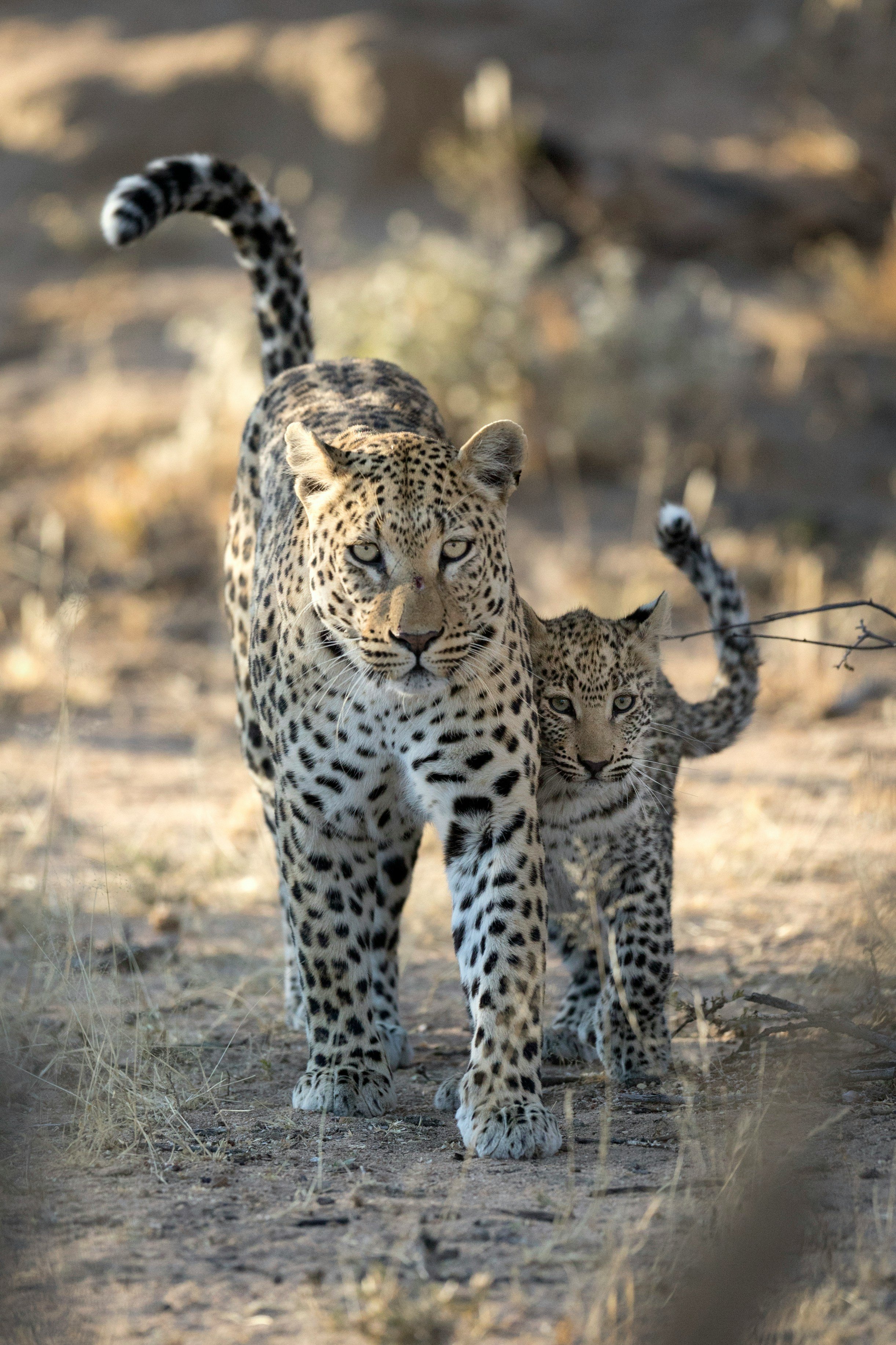 Leopard and cub walking along a dirt road in Kruger National Park, South Africa