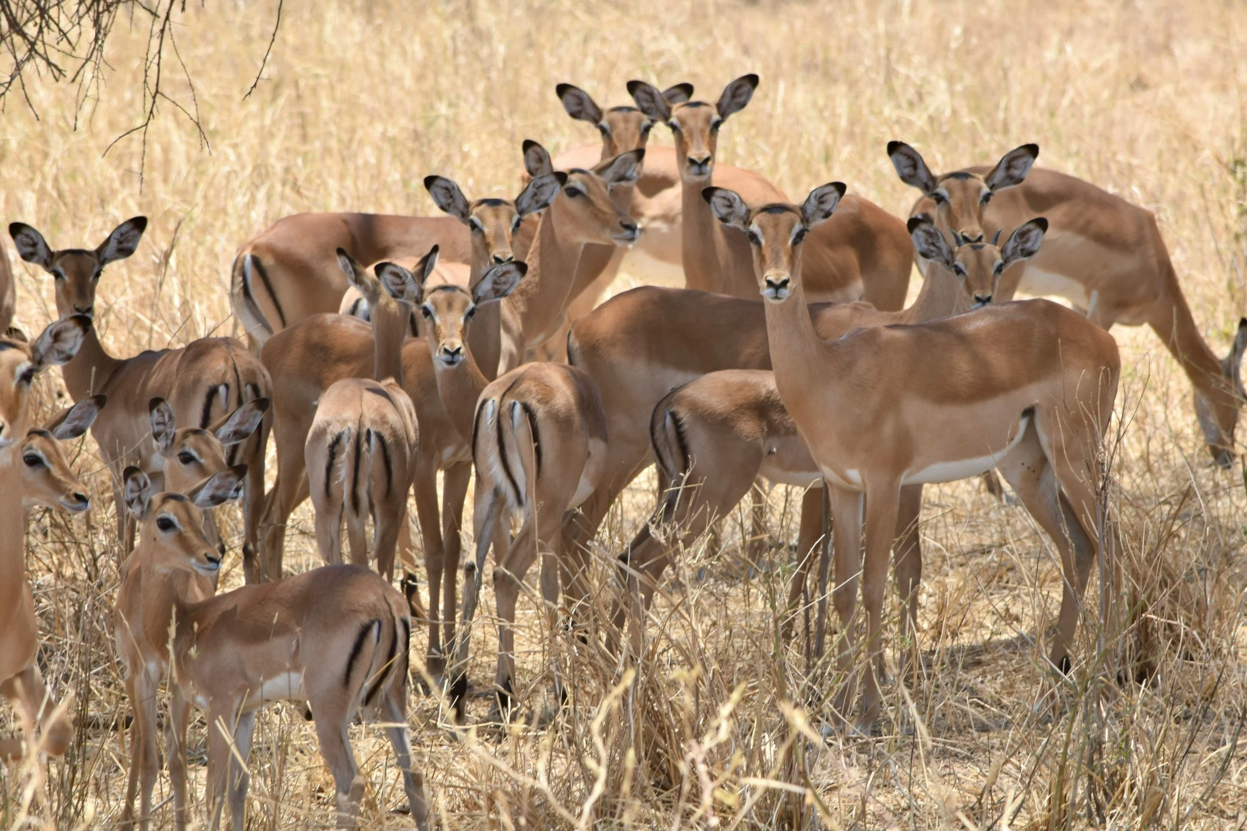 Group of impalas gathered in a dry grassy field.