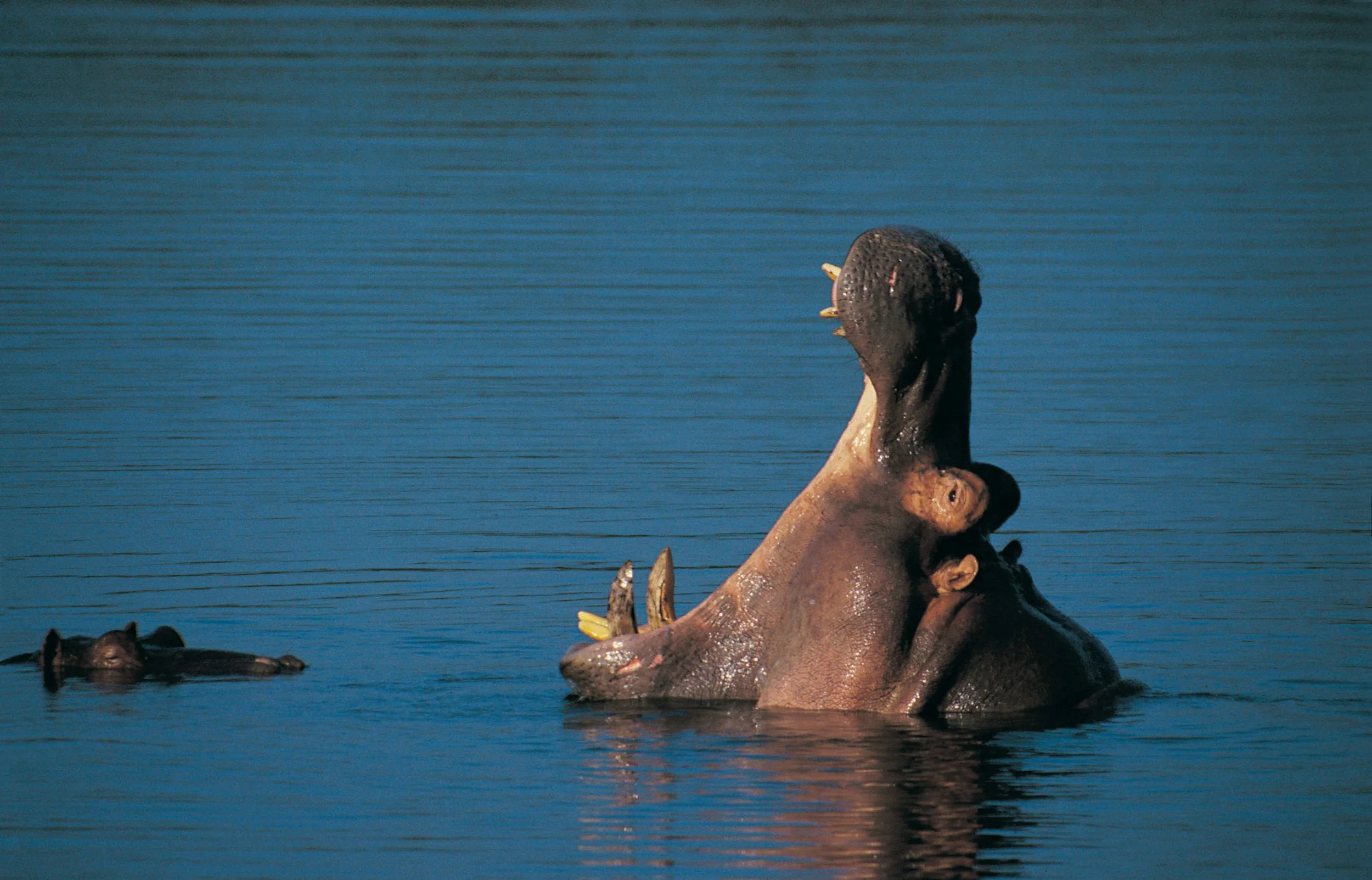 A hippopotamus with its mouth wide open is partially submerged in water, with two smaller hippos nearby in a body of water under a clear sky.