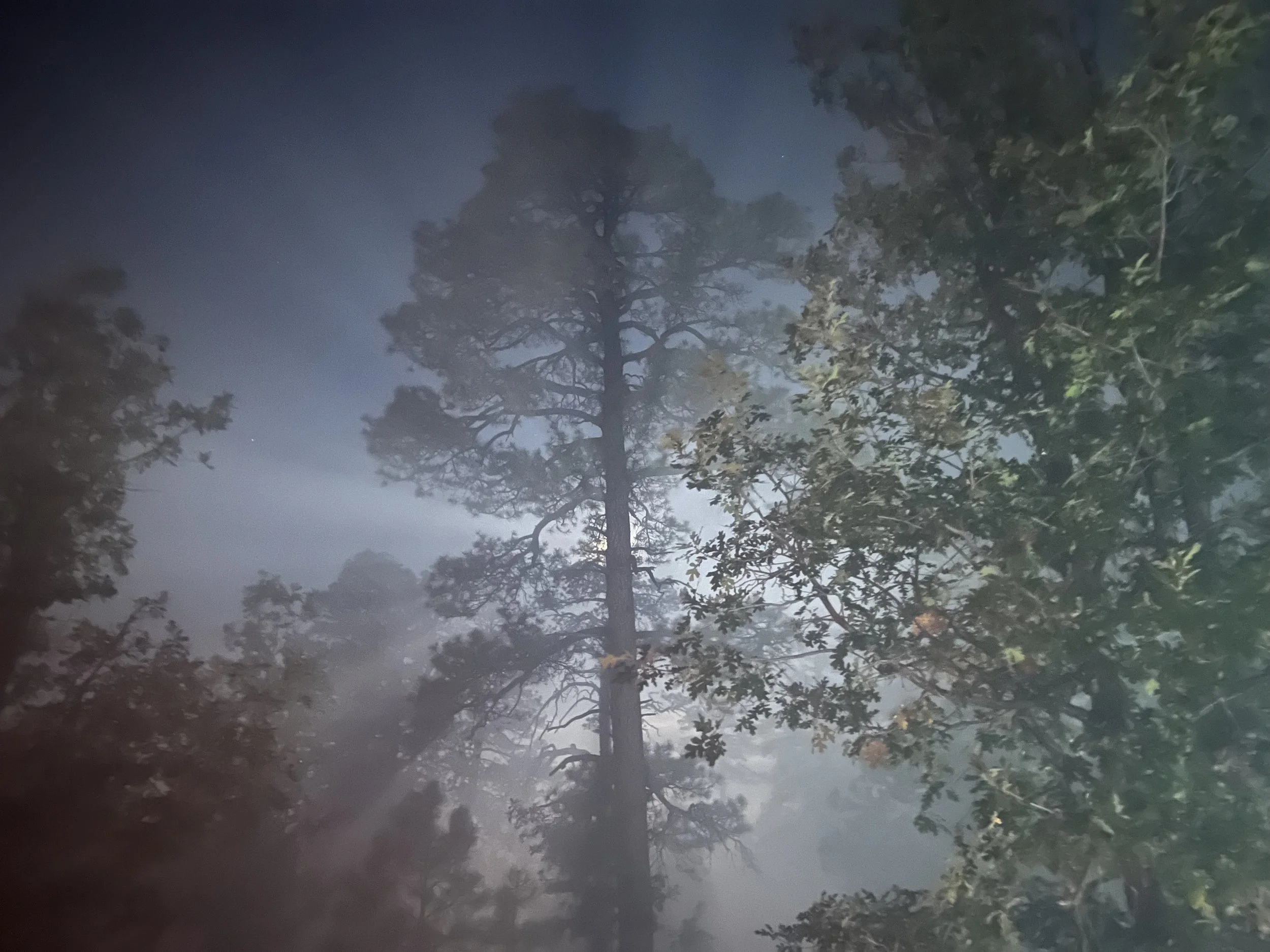 So begins life as a true freak, but without the leash