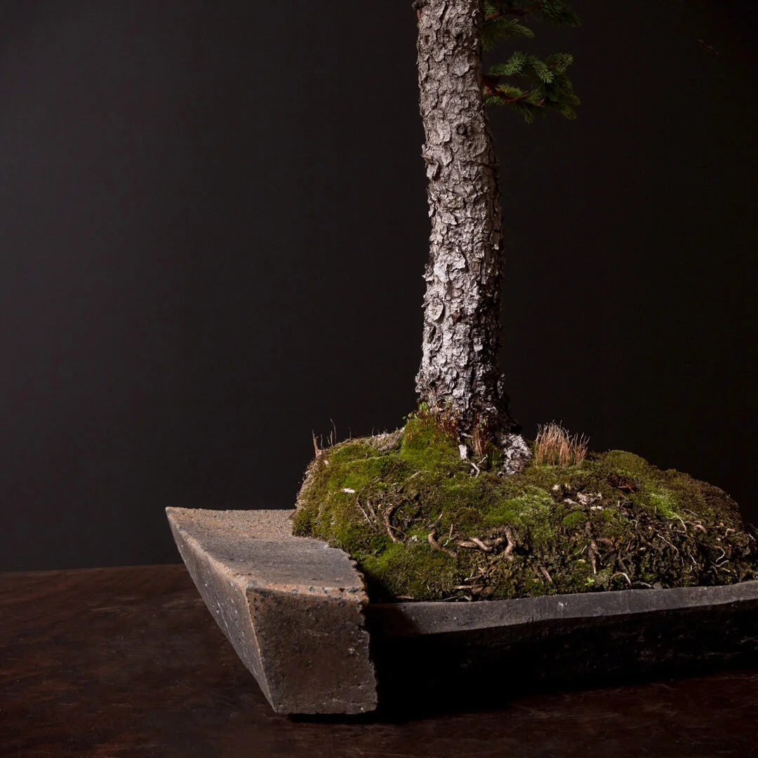 09.07.2021_16314_Englemann Spruce-3.jpg