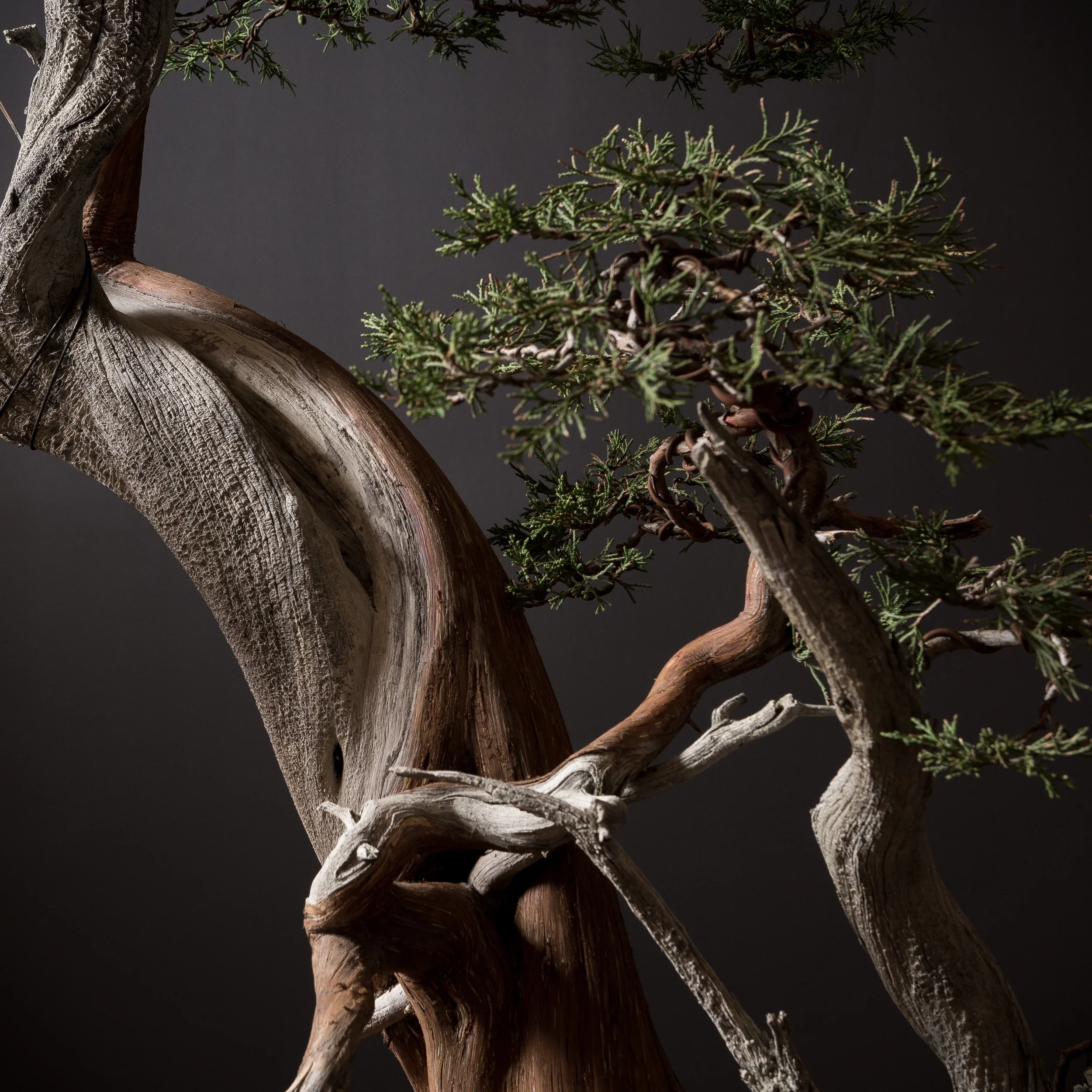 01.10.22_19025_Rocky Mountain Juniper_Full Res-2.JPG