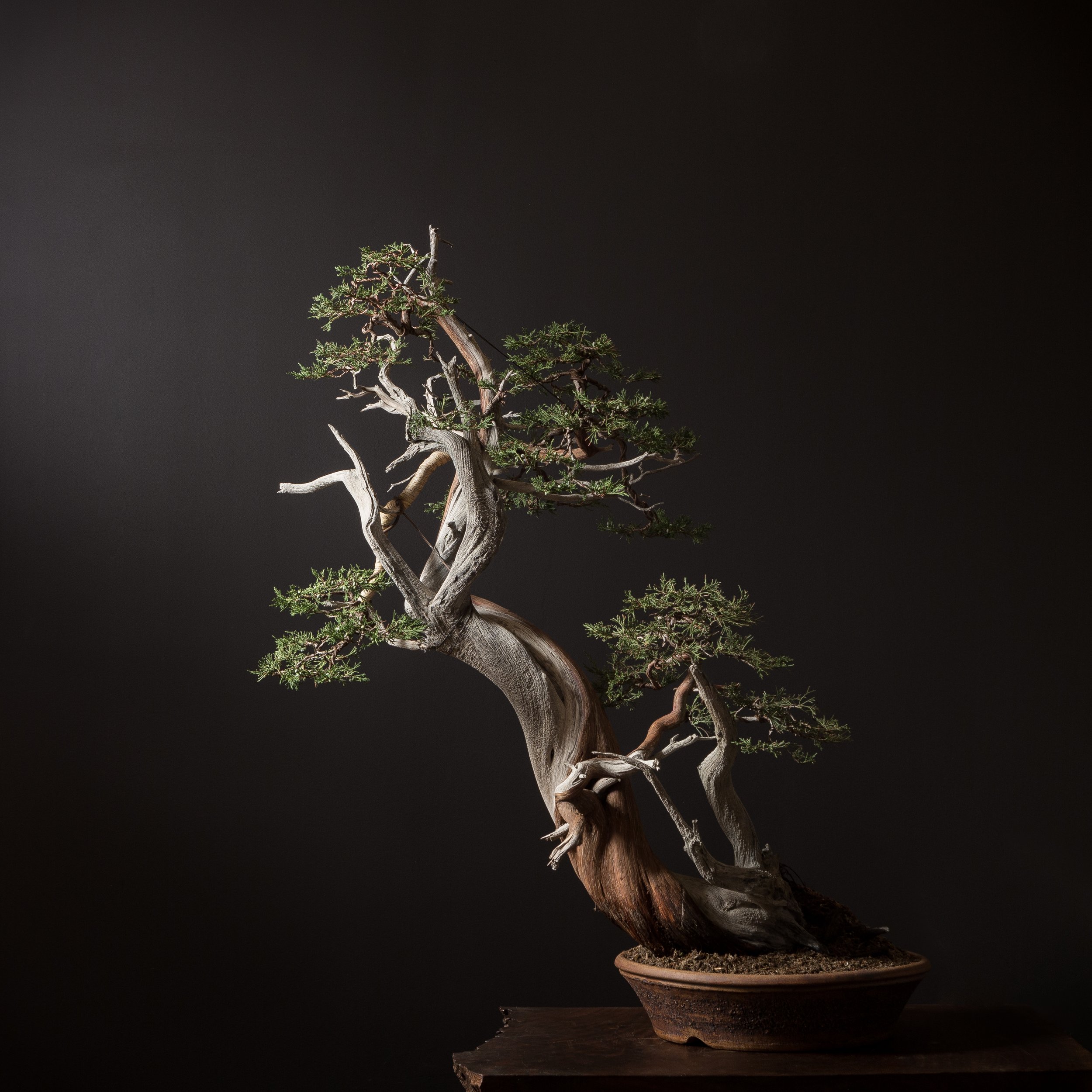 01.10.22_19025_Rocky Mountain Juniper_Full Res-1.JPG