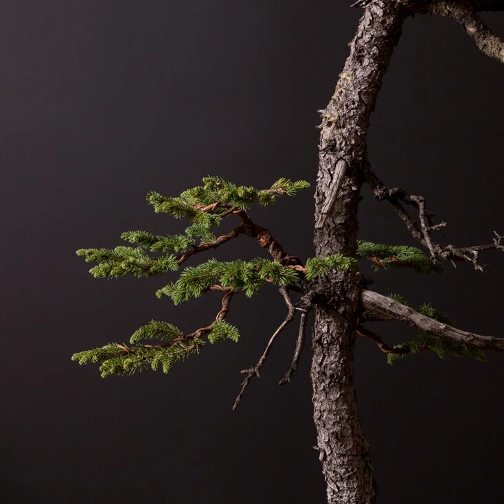 09.07.2021_16314_Englemann Spruce-2B.jpg