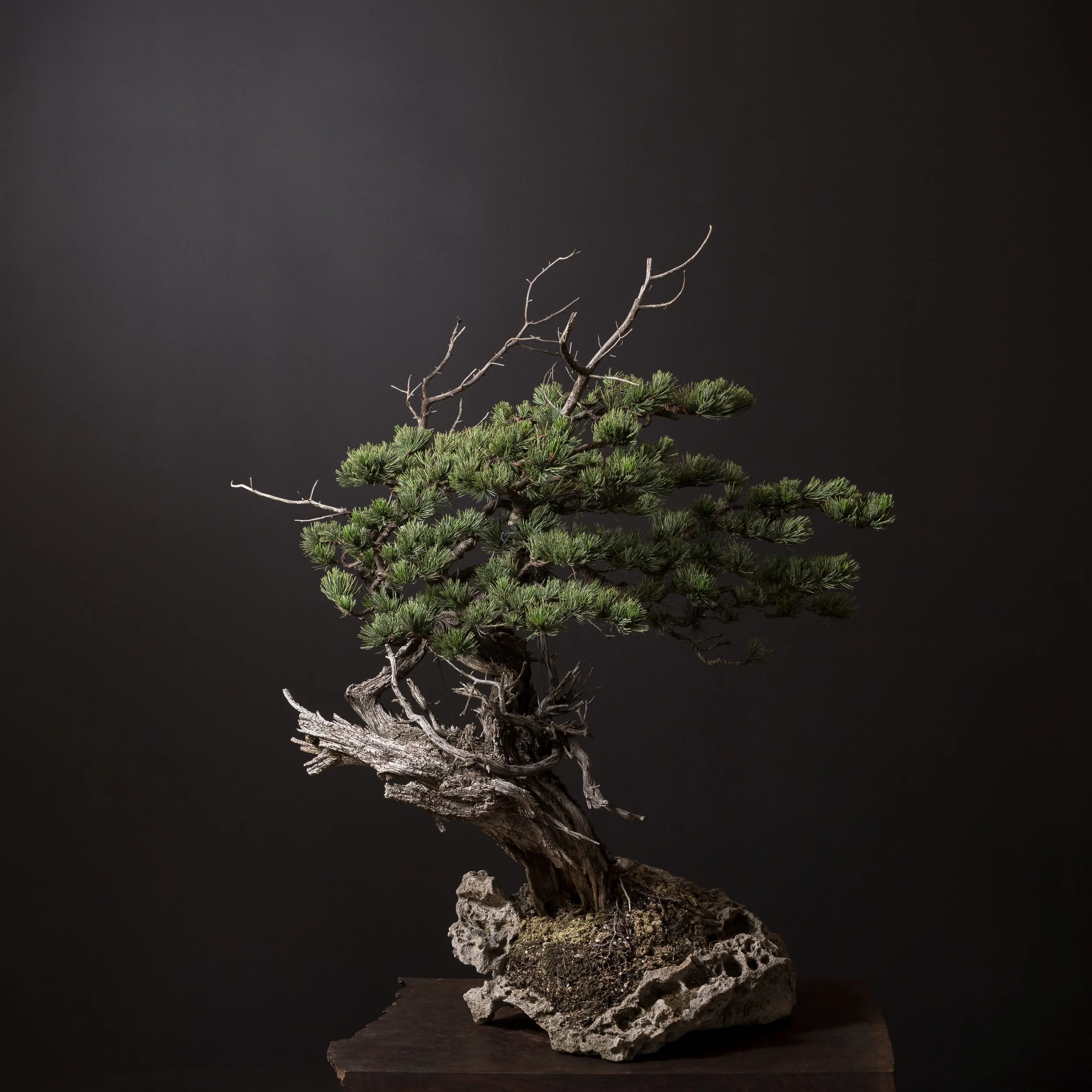 08.01.2022_18074_Bristlecone Pine_Full Res-1.JPG