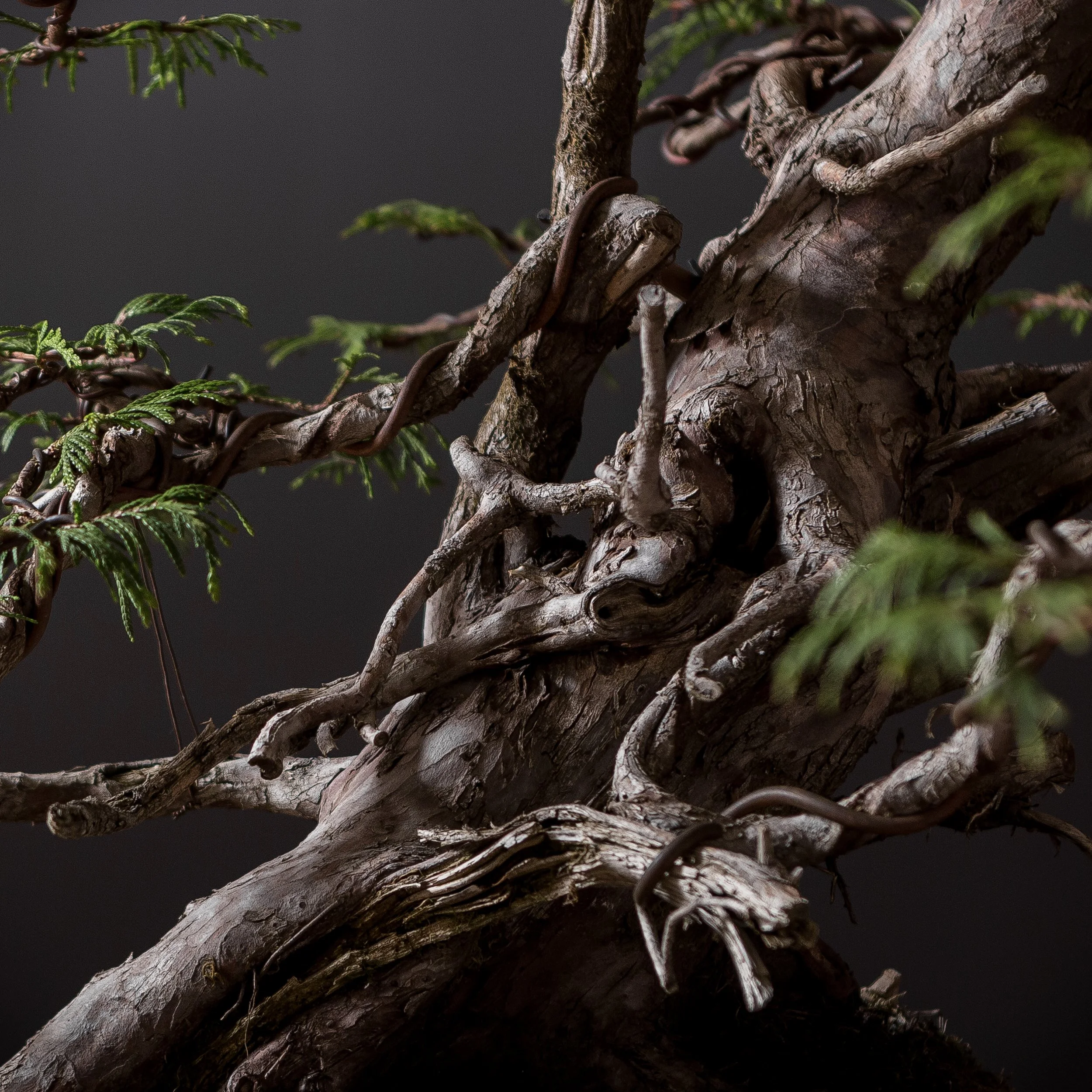 06.15.2021_17735_Western_Red_ Cedar_full res-2.JPG