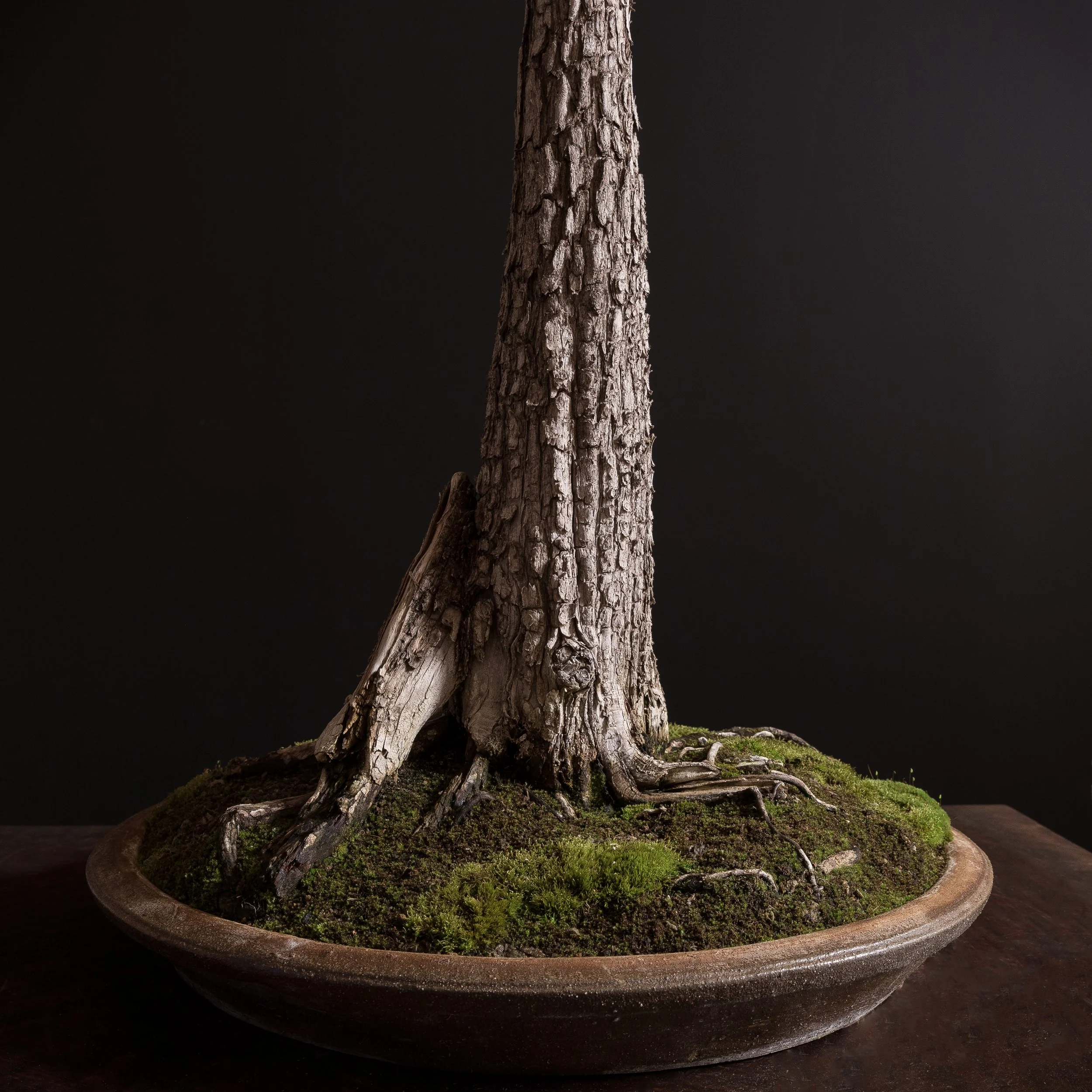 05.09.2022_16187_Bald Cypress_Full res (3 of 3).JPG