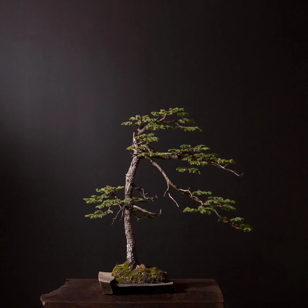 09.07.2021_16314_Englemann Spruce-1.jpg