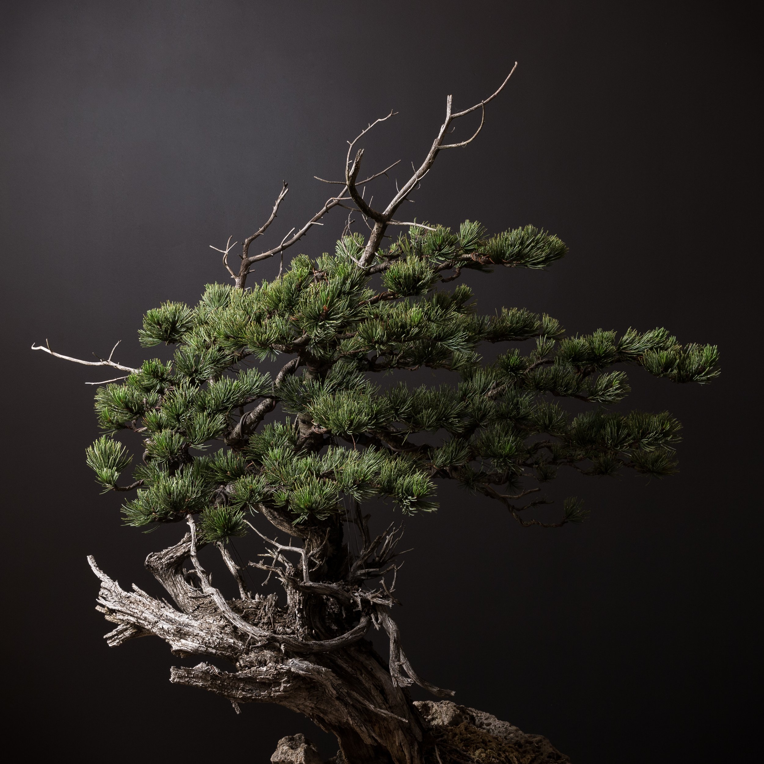 08.01.2022_18074_Bristlecone Pine_Full Res-2.JPG