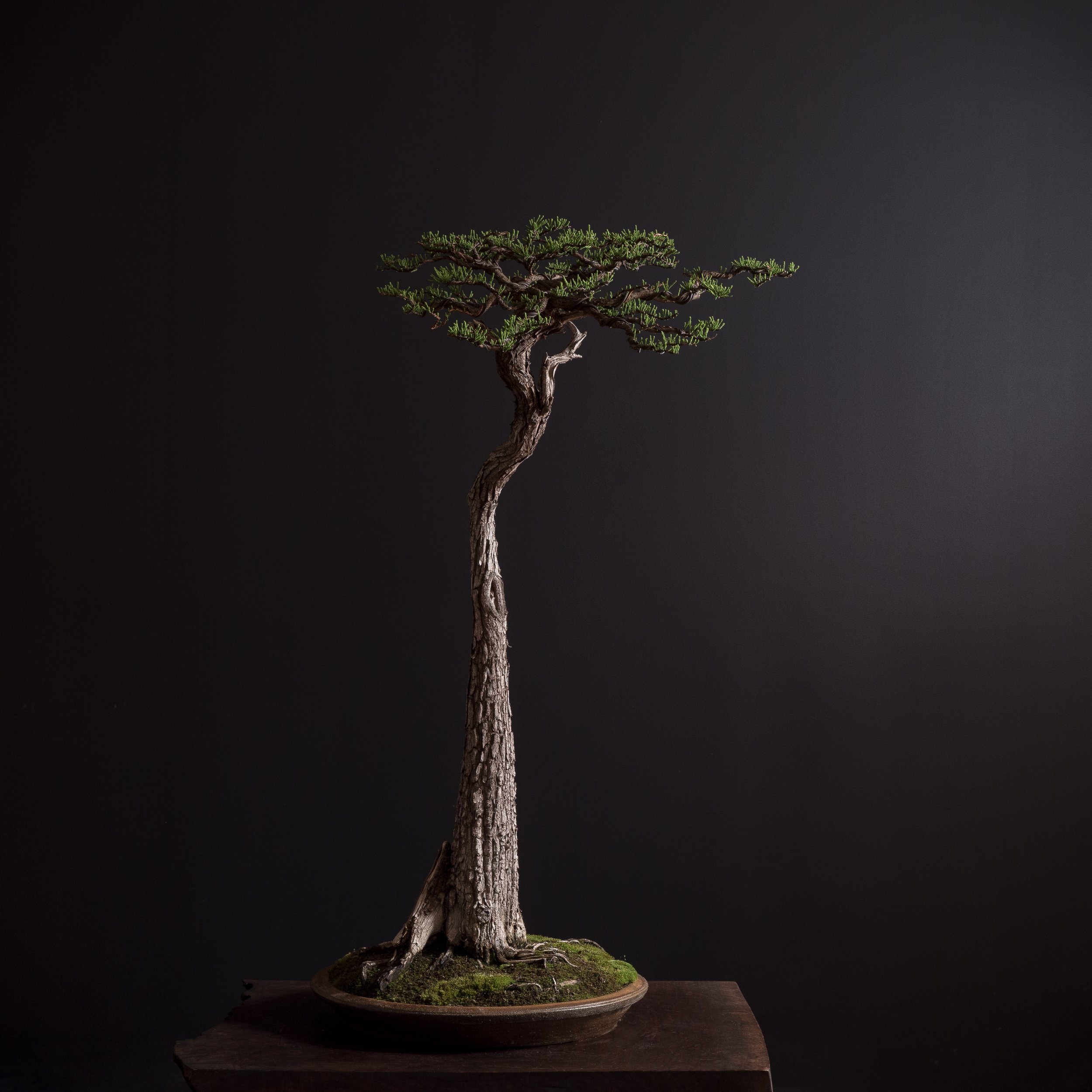 05.09.2022_16187_Bald Cypress_Full res (1 of 3).JPG