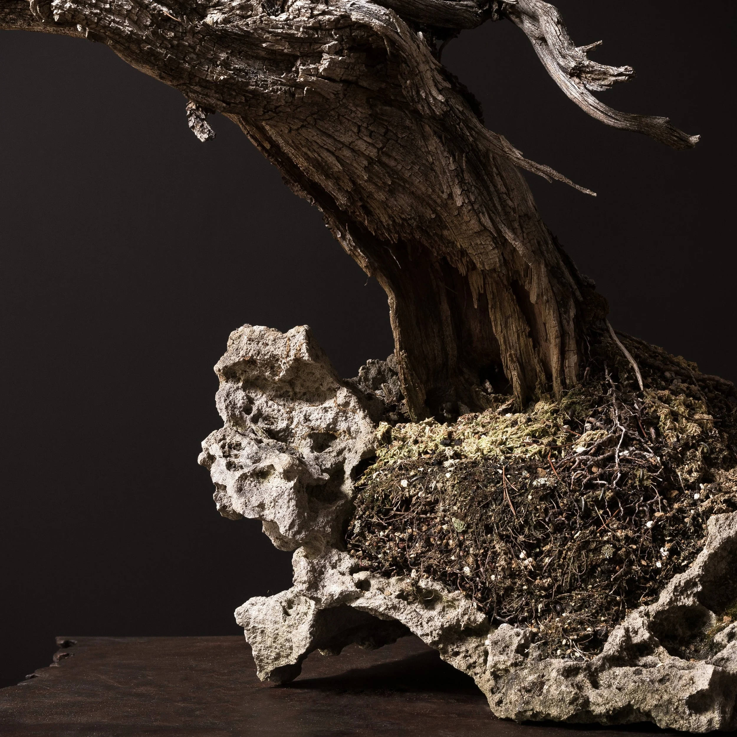 08.01.2022_18074_Bristlecone Pine_Full Res-3.JPG