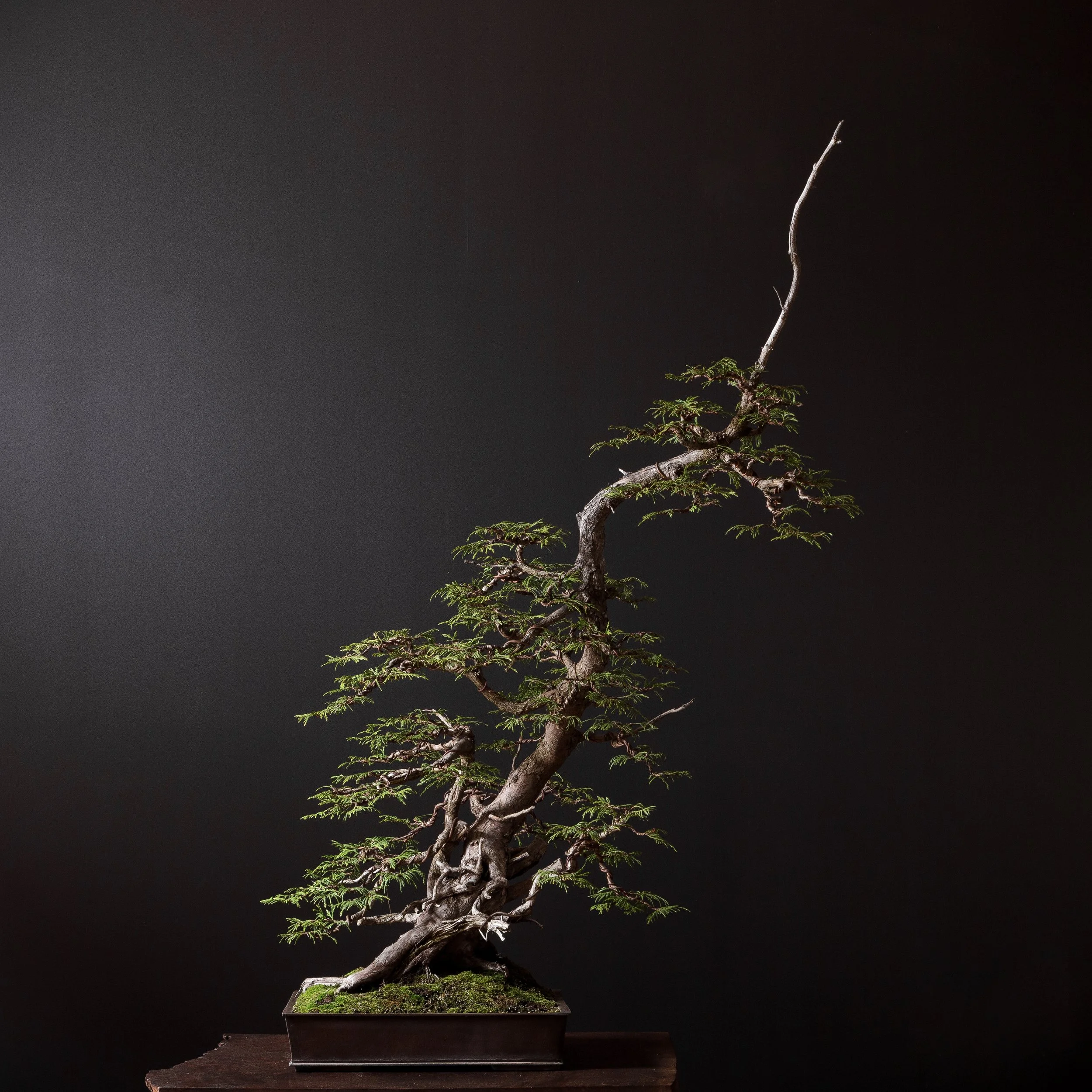 06.15.2021_17735_Western_Red_ Cedar_full res-1.JPG