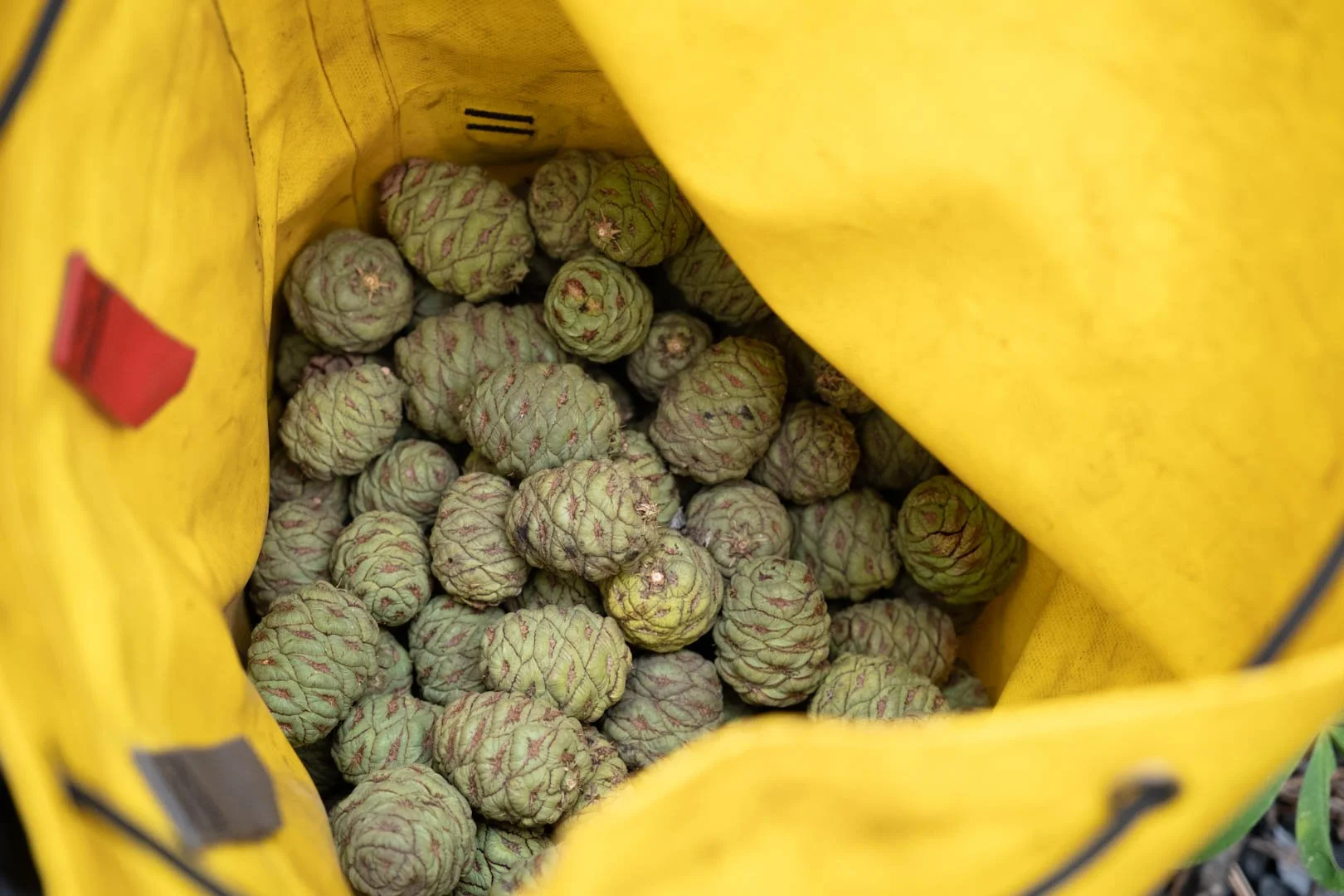 2022_Sequoia Stills-10.jpg