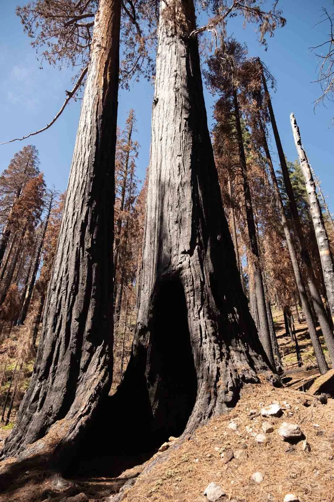 2022_Sequoia Stills-3.jpg