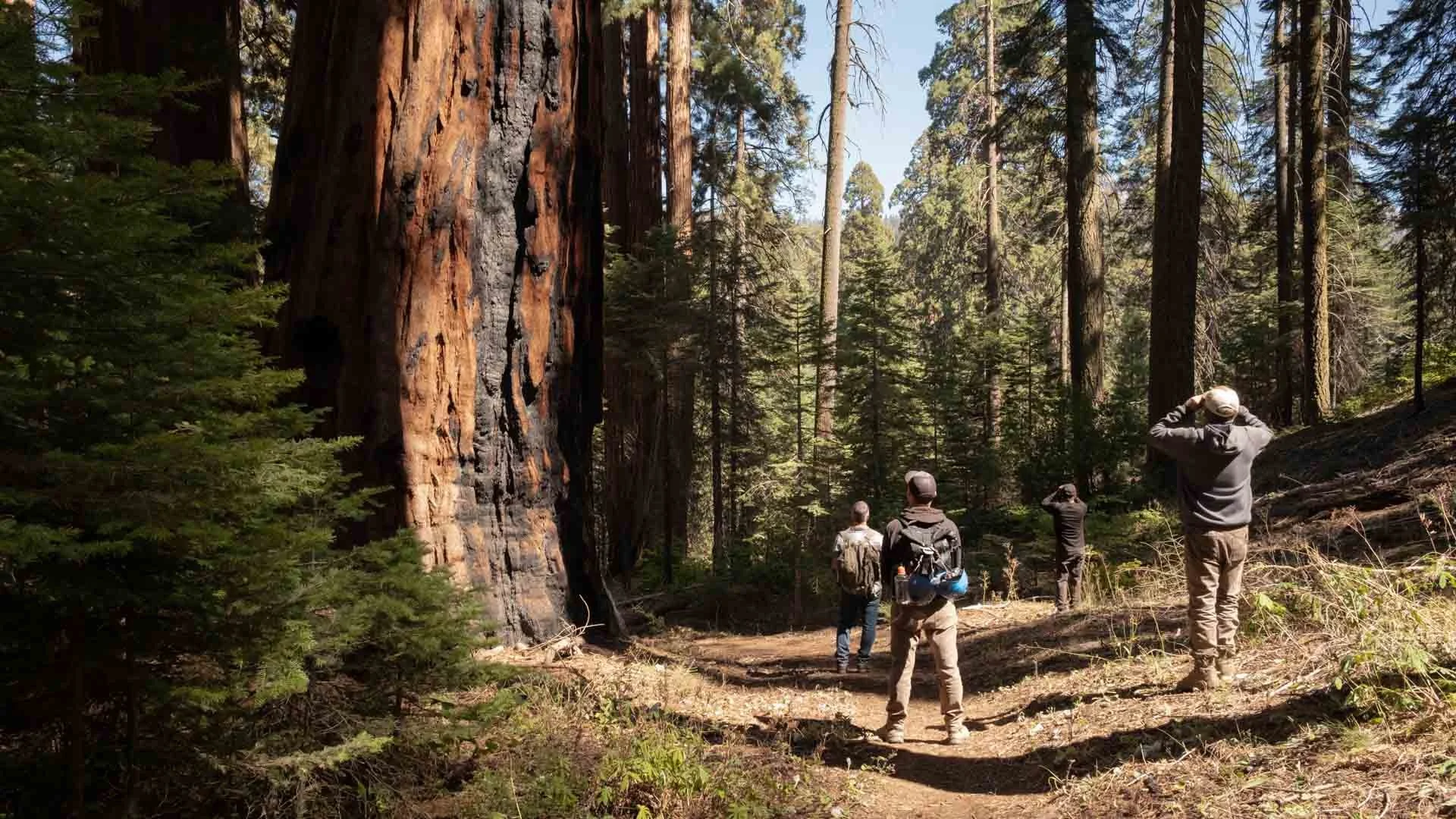 2022_Sequoia Stills-1.jpg