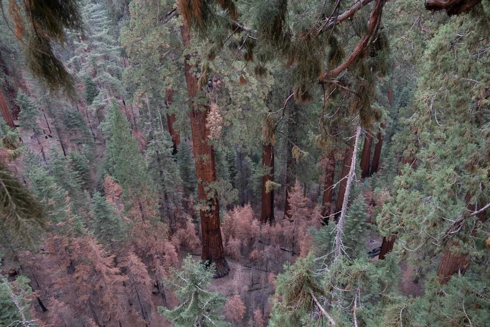 2022_Sequoia Stills-15.jpg