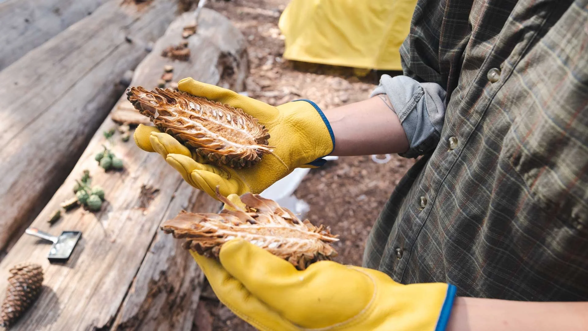 2022_Sequoia Stills-5.jpg