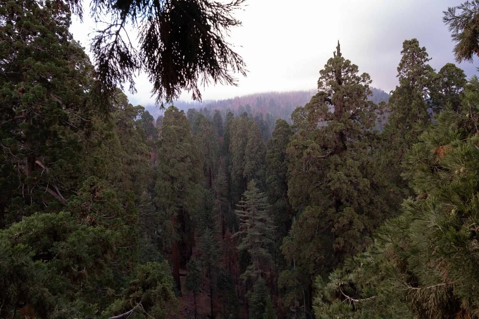 2022_Sequoia Stills-16.jpg