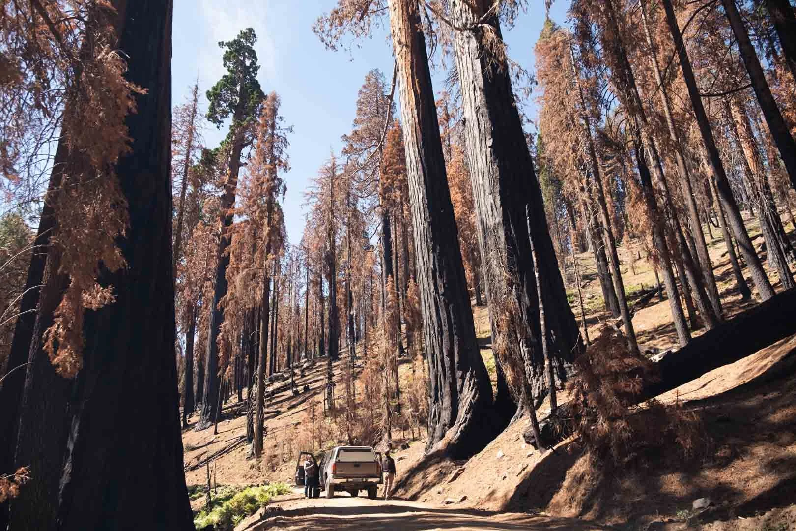 2022_Sequoia Stills-2.jpg