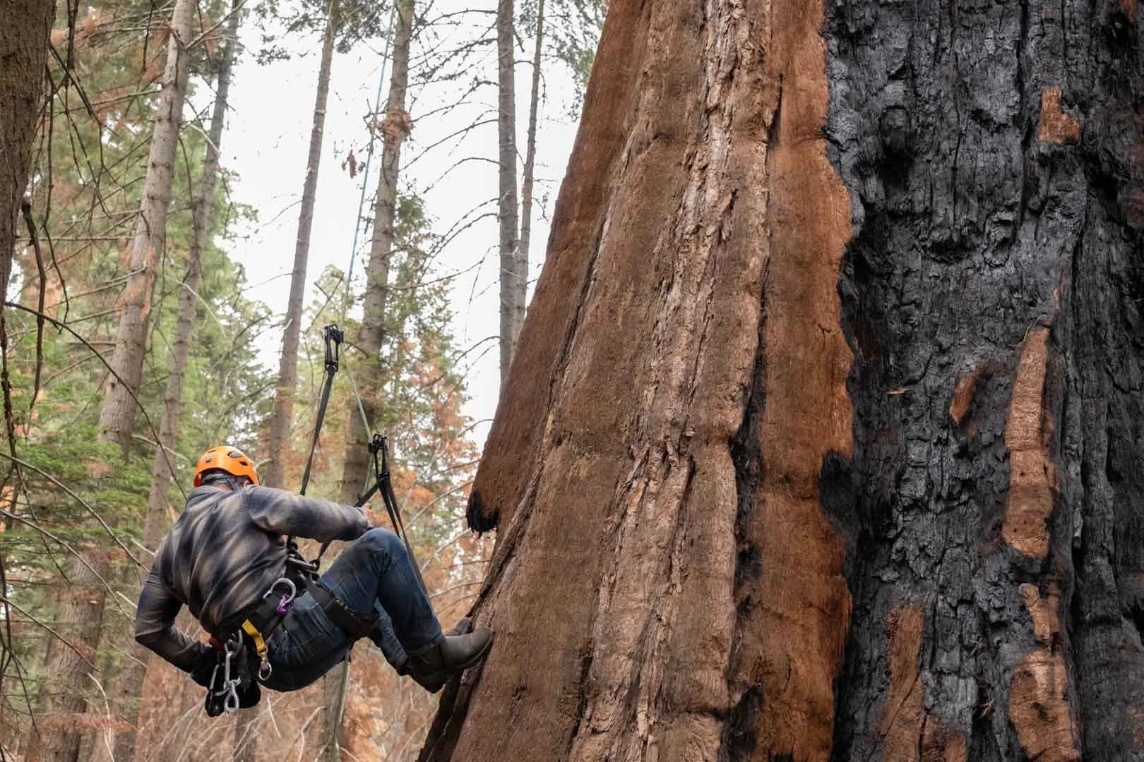 2022_Sequoia Stills-12.jpg