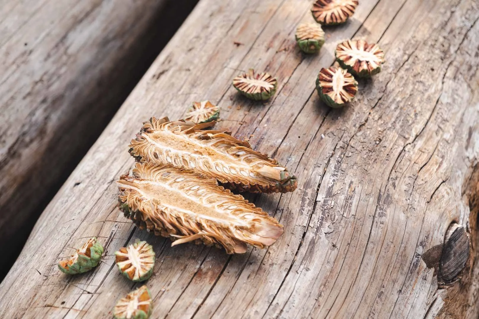 2022_Sequoia Stills-6.jpg