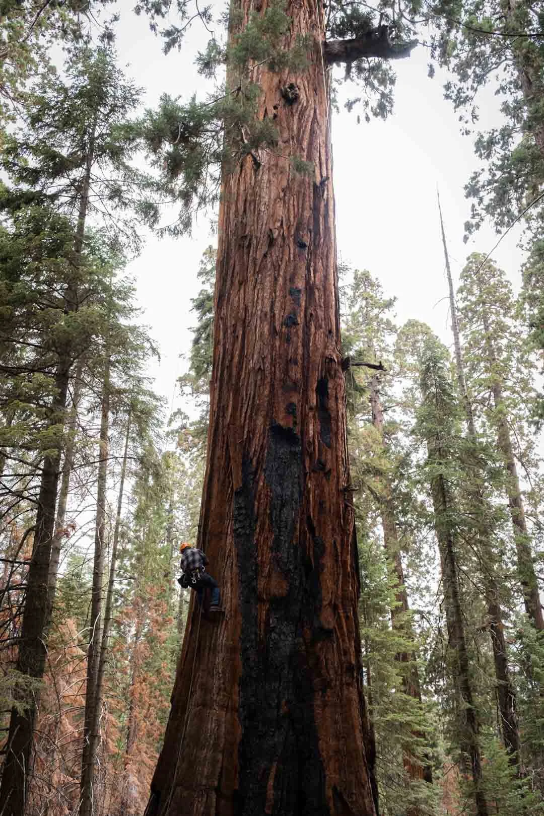 2022_Sequoia Stills-14.jpg