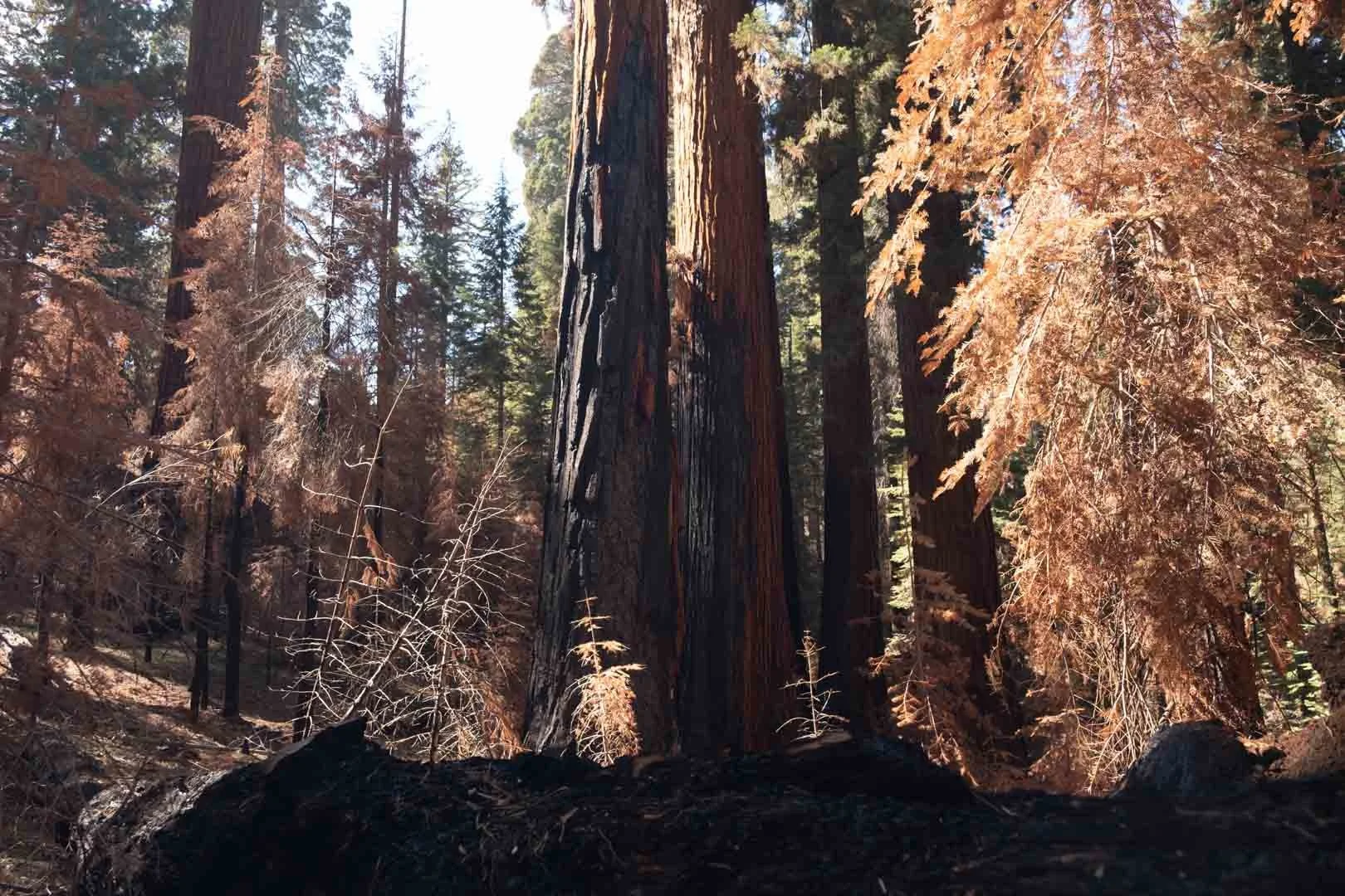 2022_Sequoia Stills-7.jpg