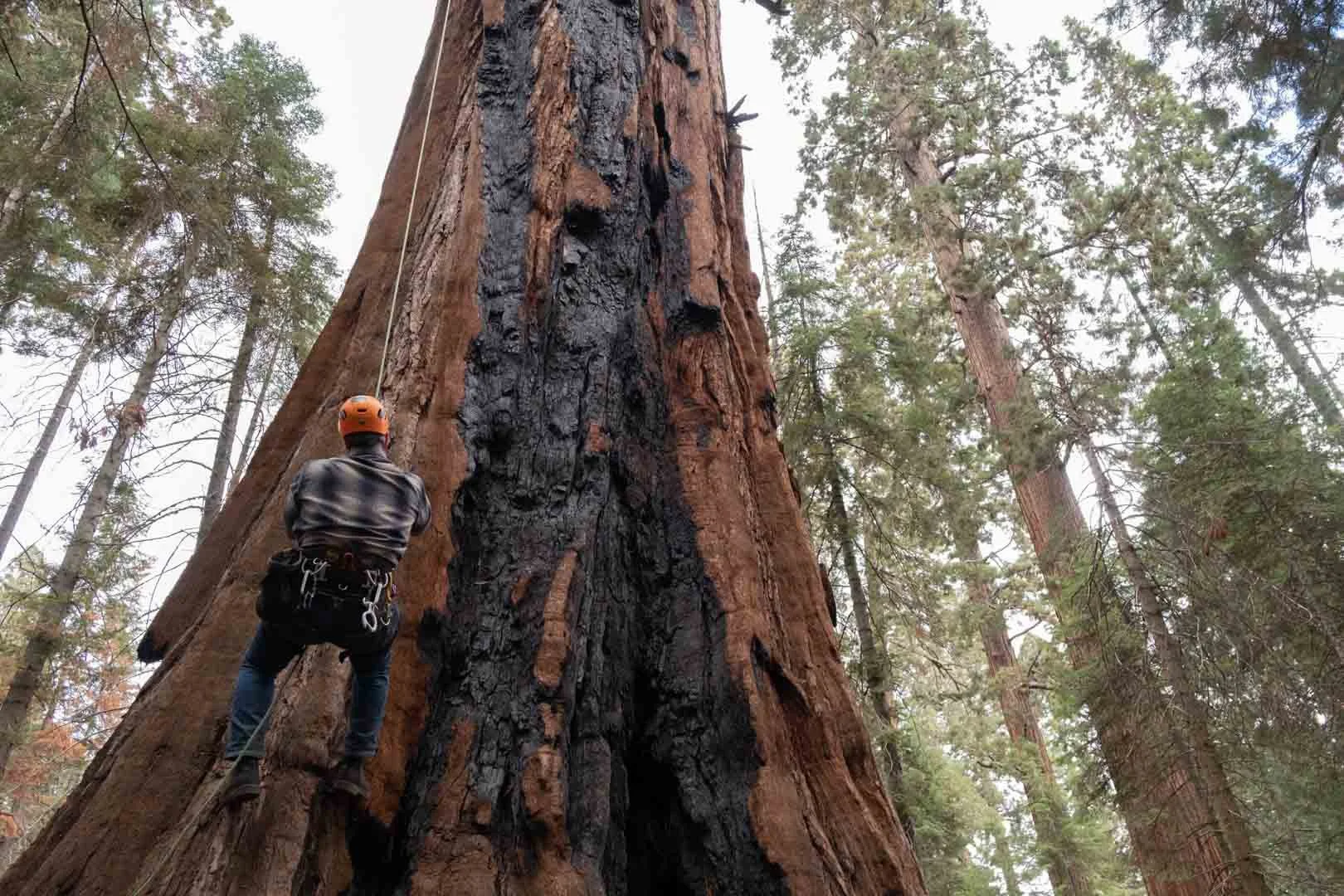 2022_Sequoia Stills-13.jpg