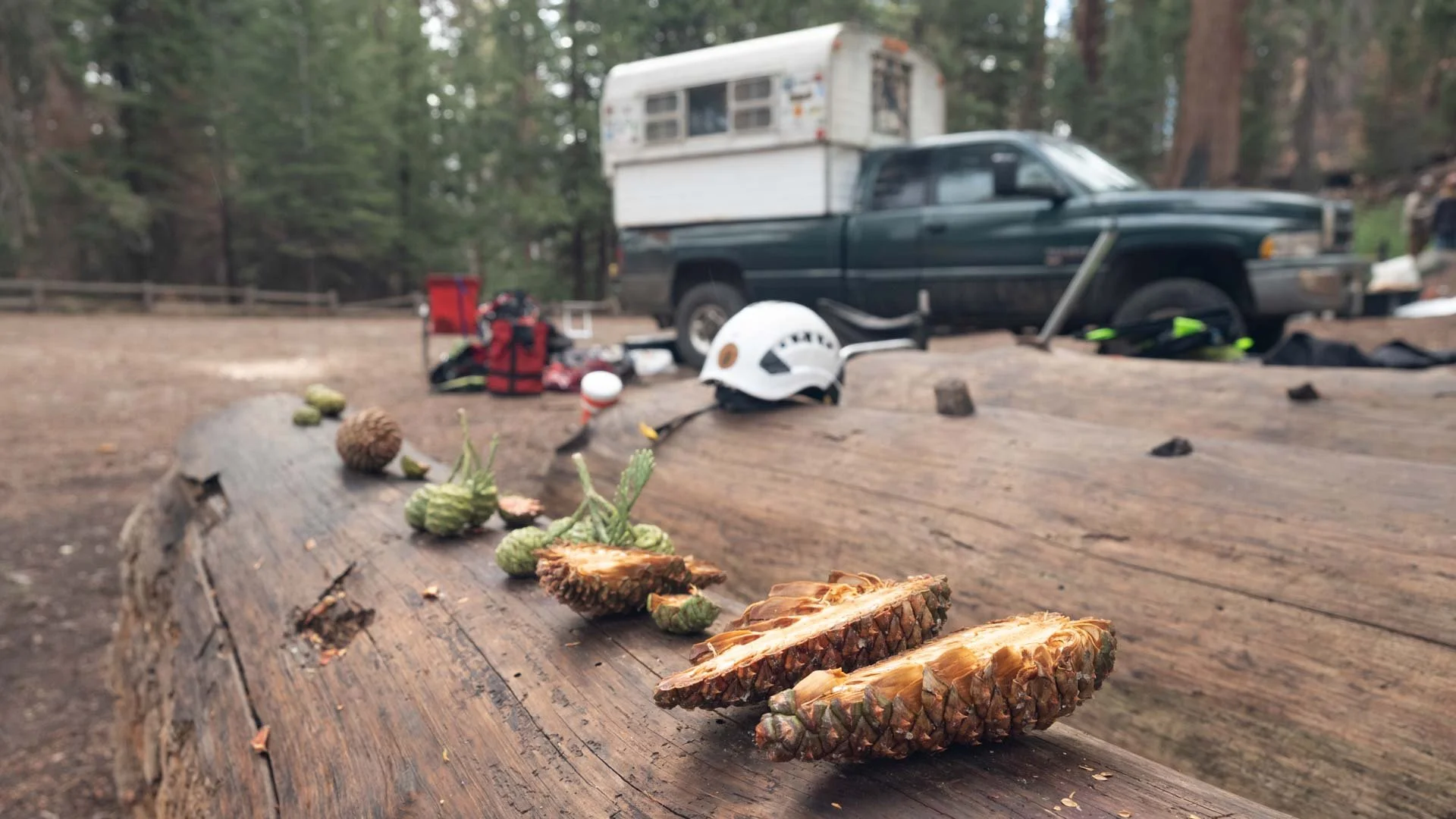 2022_Sequoia Stills-11.jpg