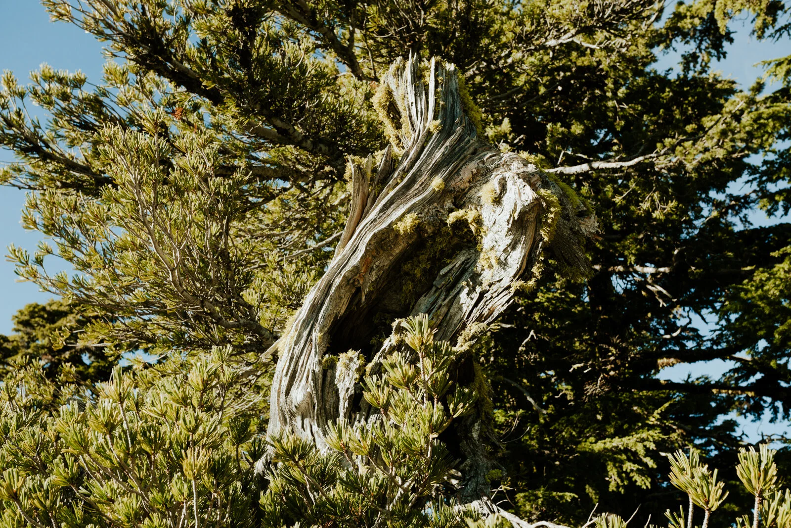 Crater Lake R Neil Photo-74.jpg